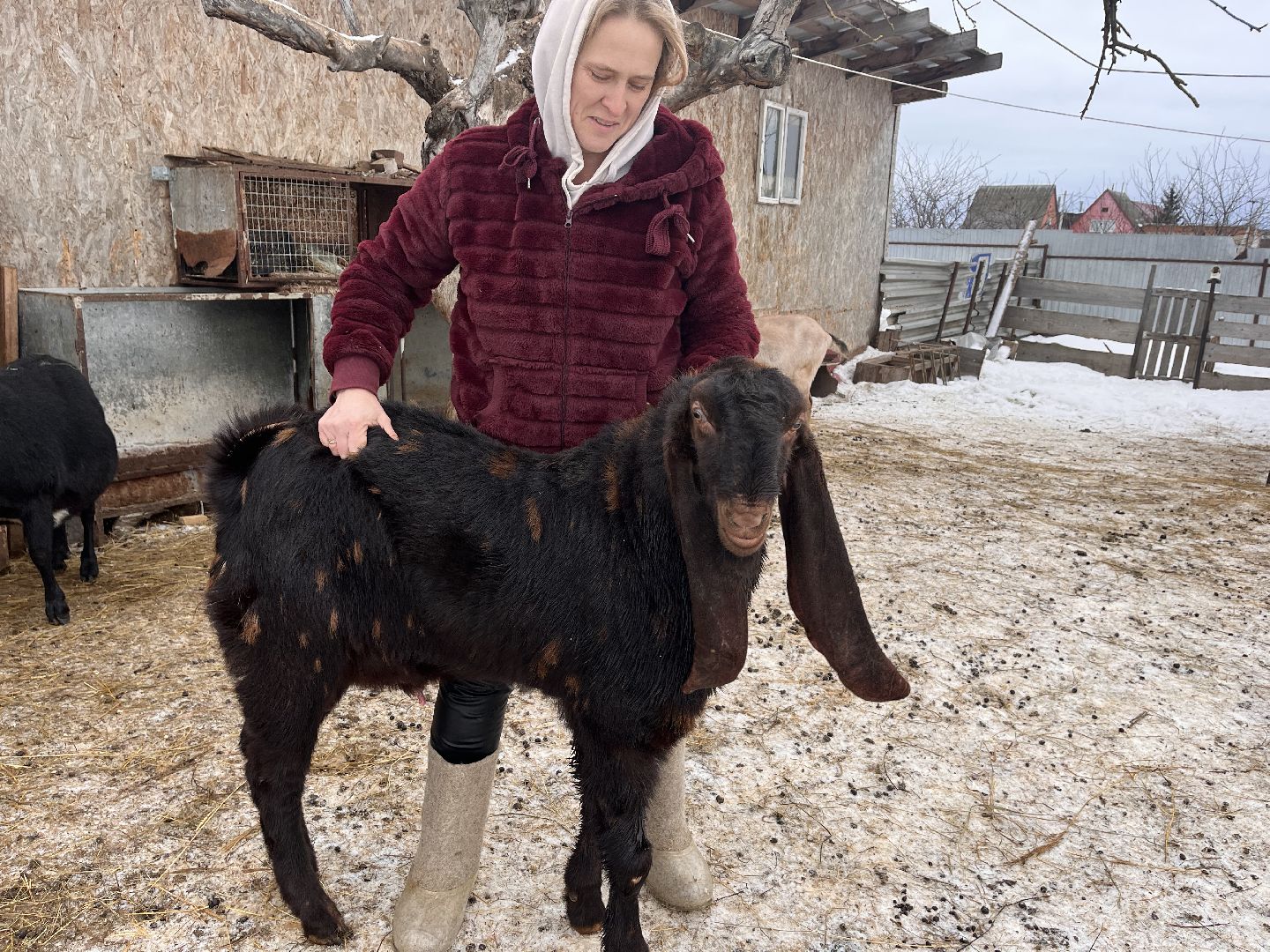 шаховская, козы, ферма, фермерство, фермерское хозяйство,