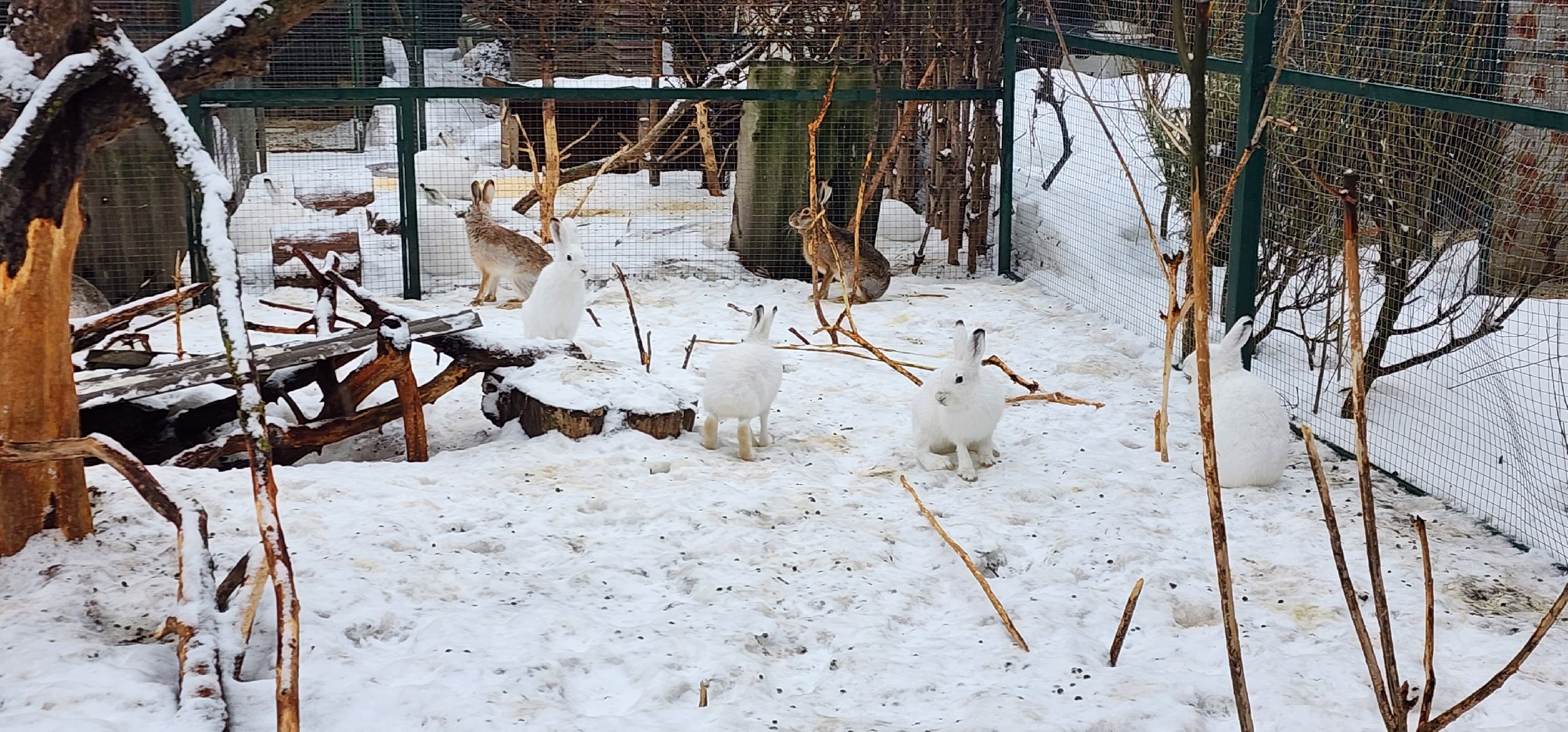 подмосковье, домодедово, животные, заяц, московская область, помощь животным,