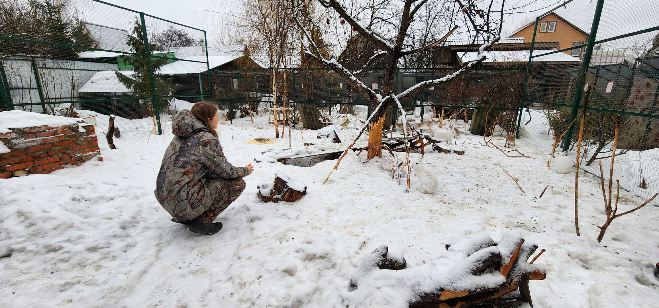 подмосковье, домодедово, животные, заяц, московская область, помощь животным,