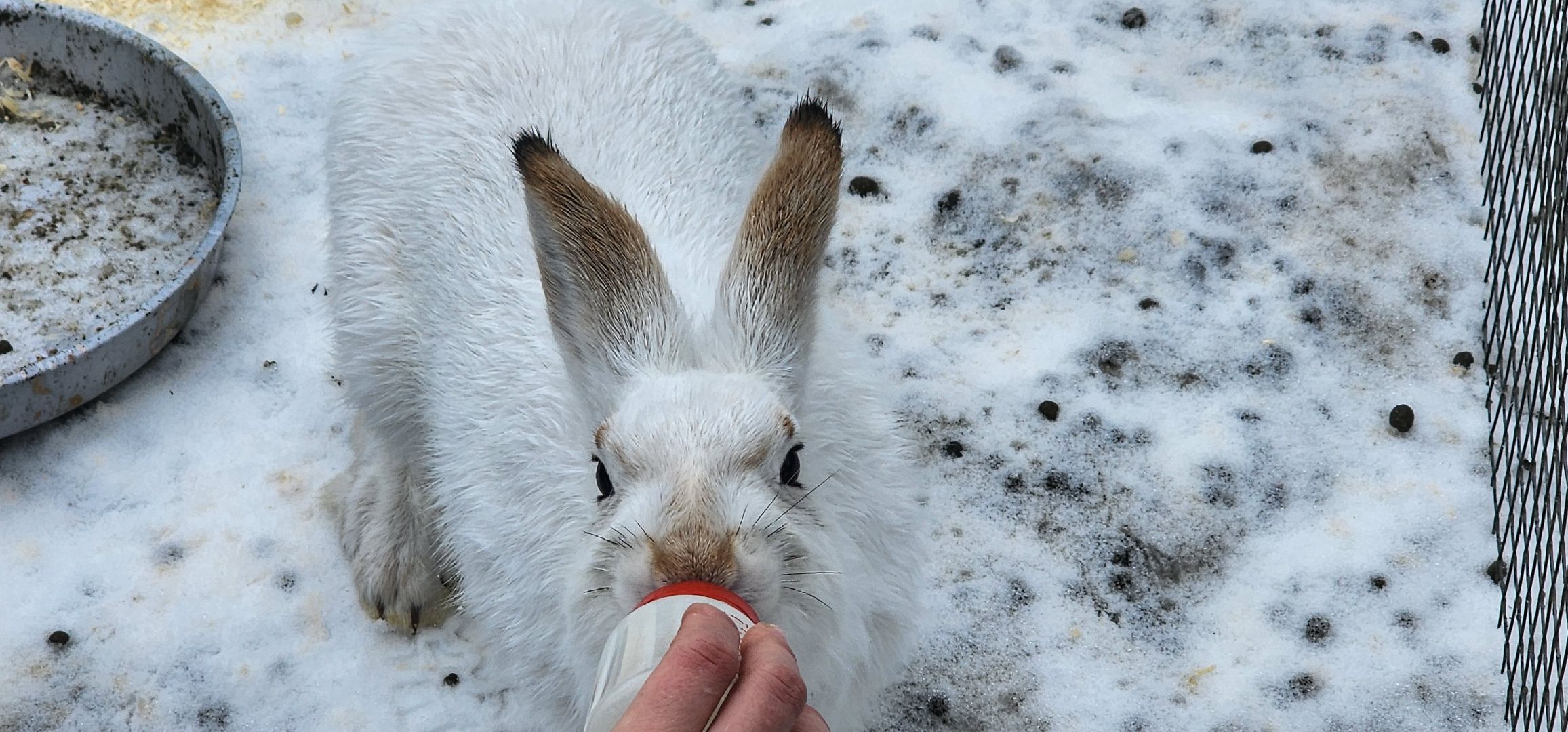 подмосковье, домодедово, животные, заяц, московская область, помощь животным,