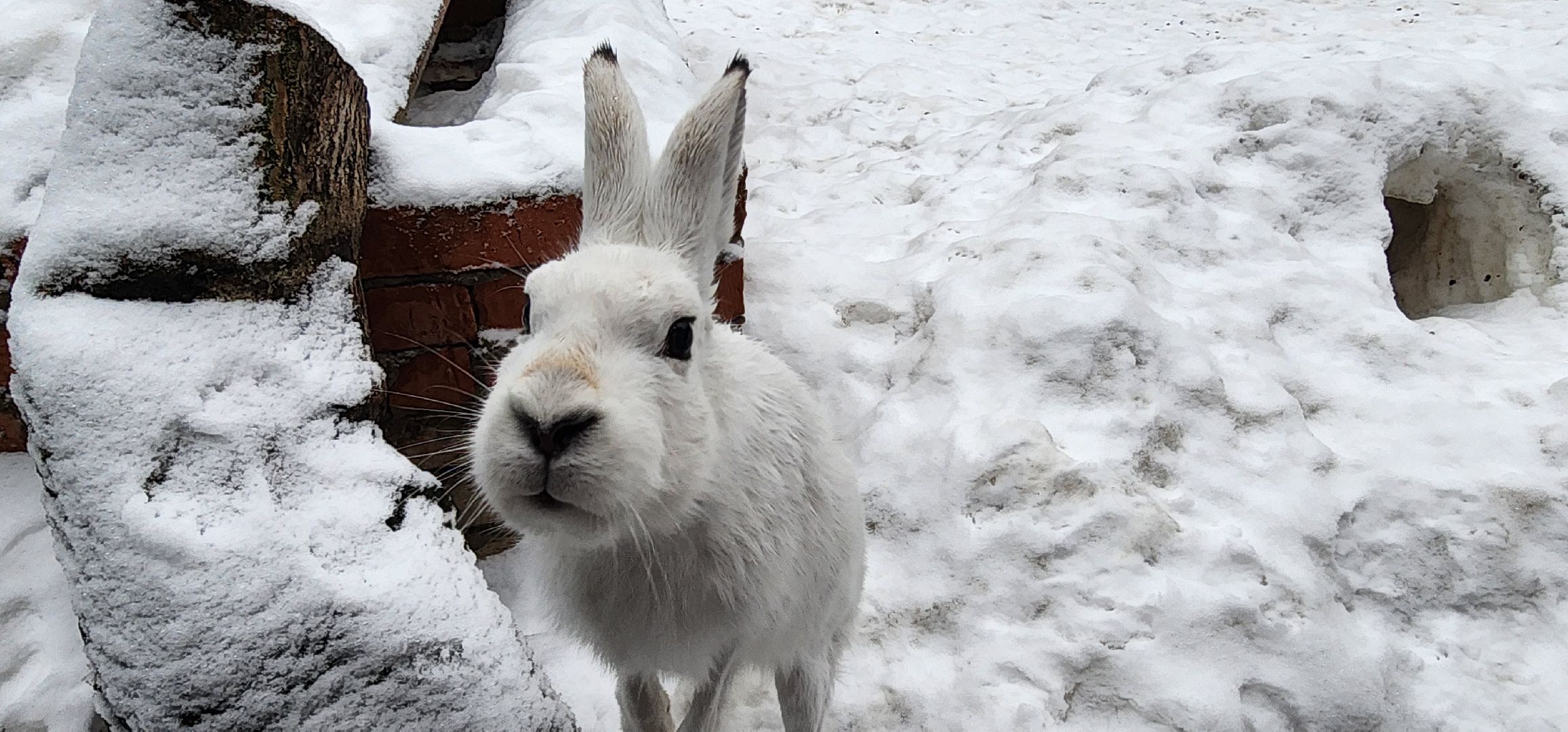 подмосковье, домодедово, животные, заяц, московская область, помощь животным,