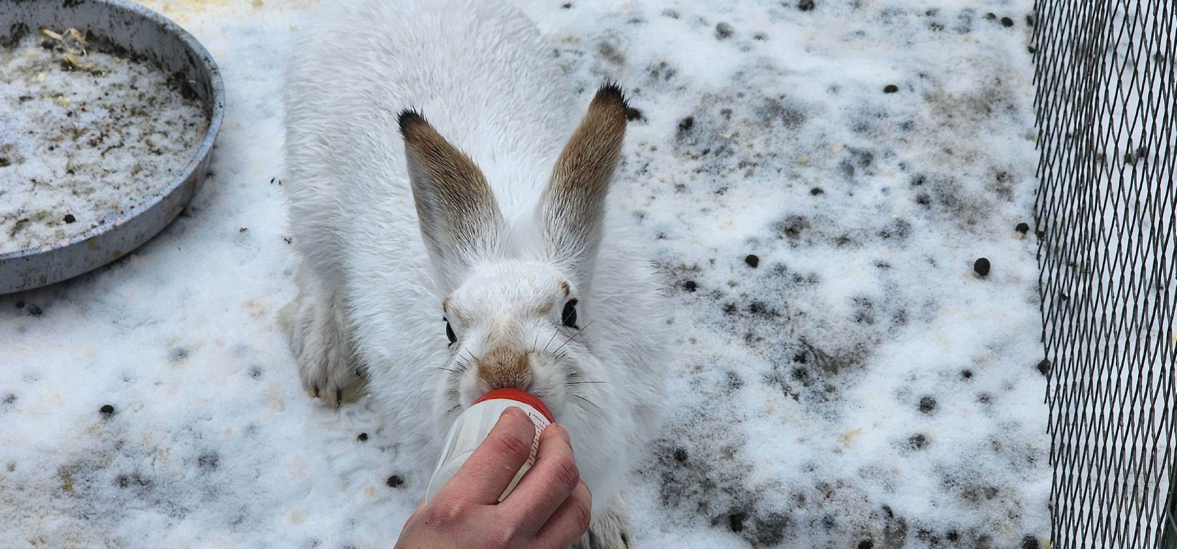 подмосковье, домодедово, животные, заяц, московская область, помощь животным,