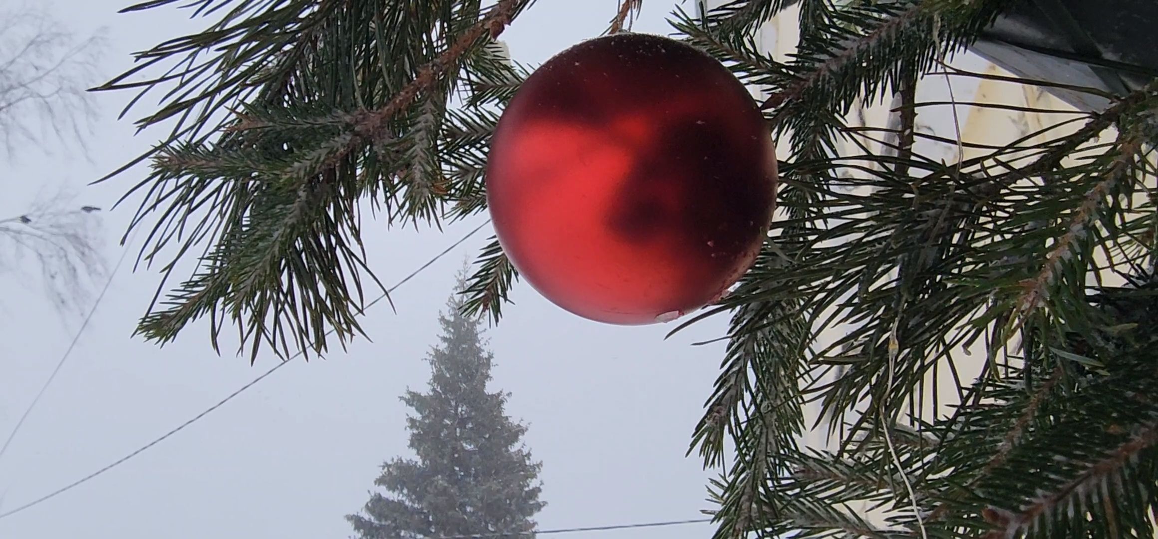 Коломна, новогодняя елка, экологическая акция, переработка, мегабак,