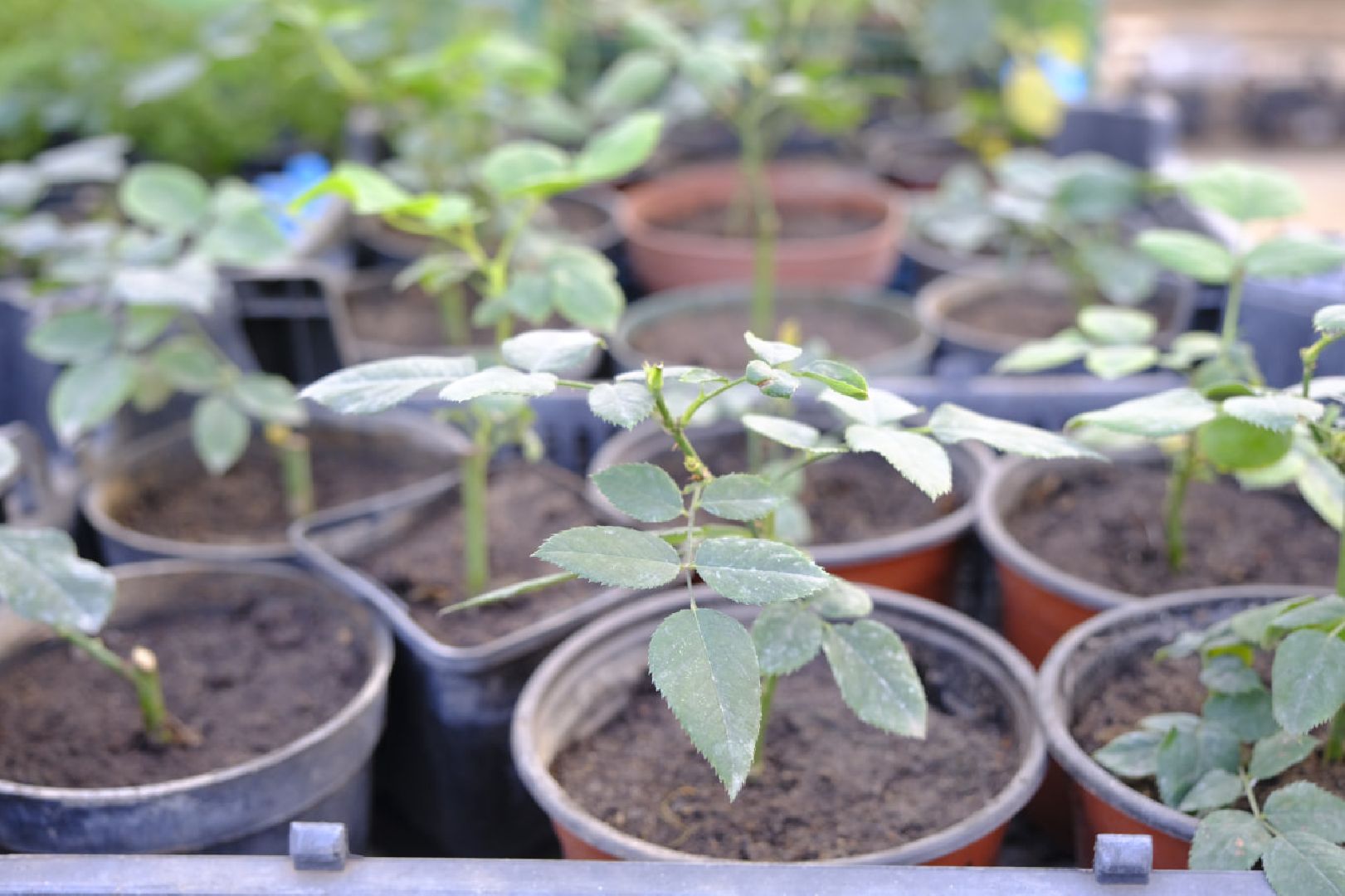 пущино, благоустройсво, цветы, растения, сад,