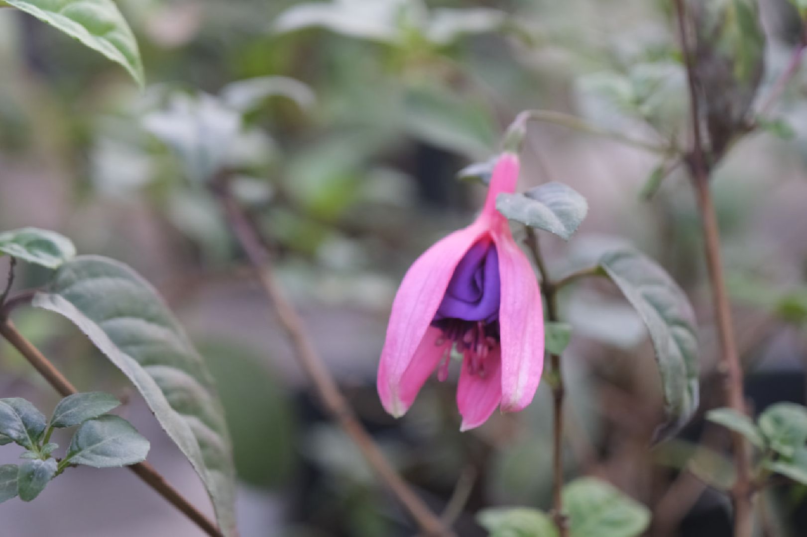 пущино, благоустройсво, цветы, растения, сад,