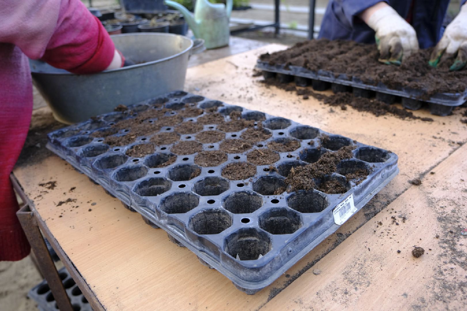 пущино, благоустройсво, цветы, растения, сад,