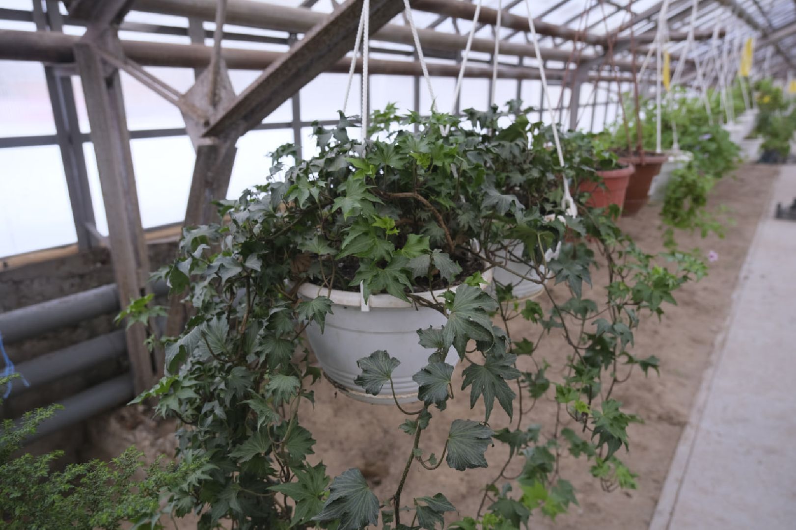 пущино, благоустройсво, цветы, растения, сад,