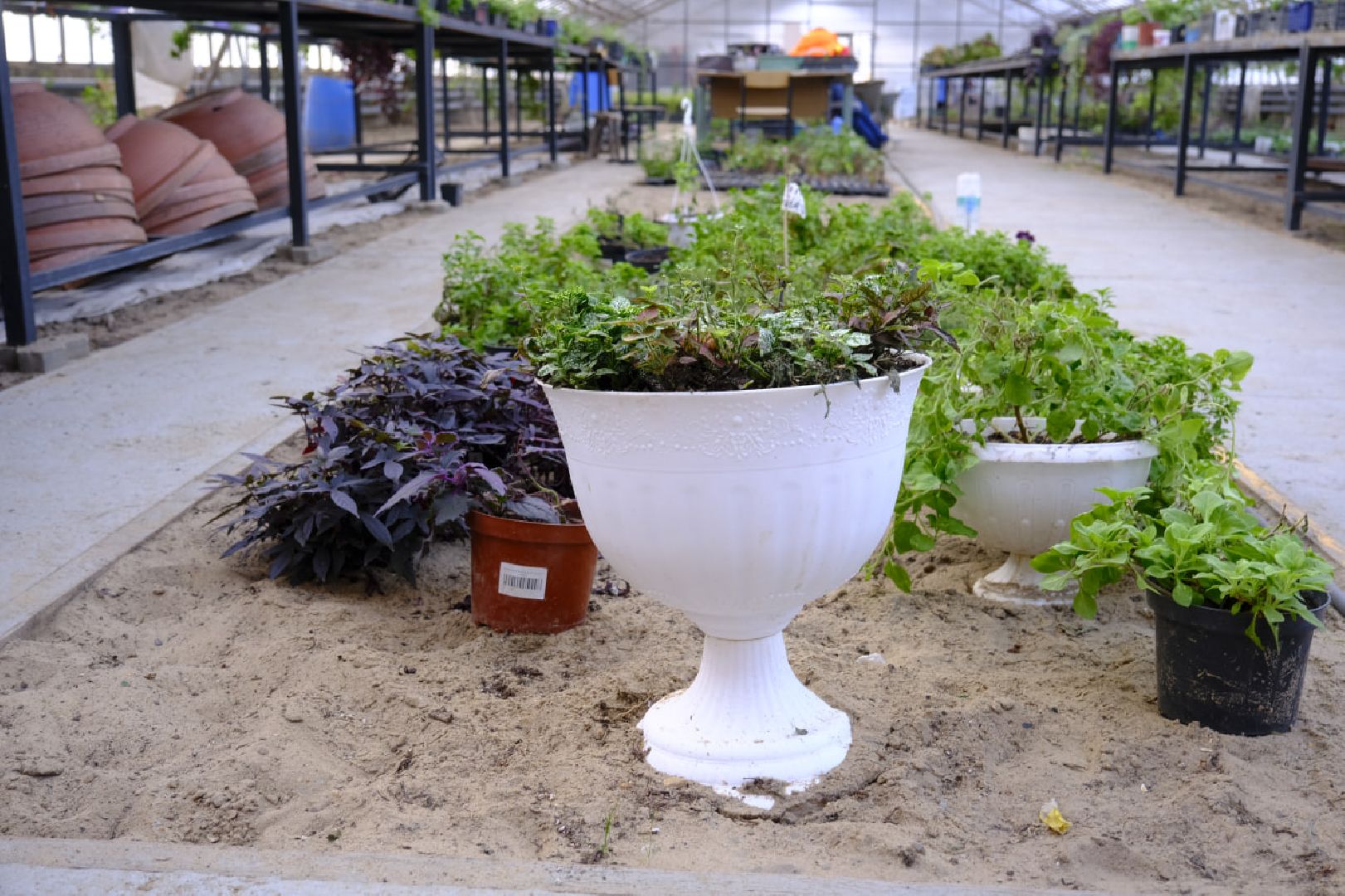 пущино, благоустройсво, цветы, растения, сад,