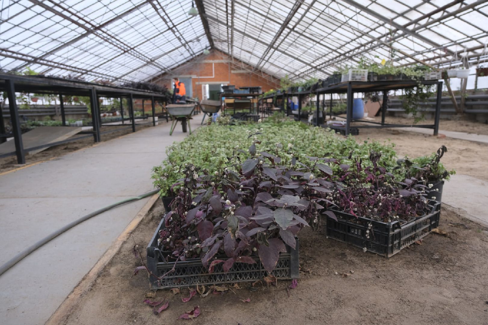 пущино, благоустройсво, цветы, растения, сад,