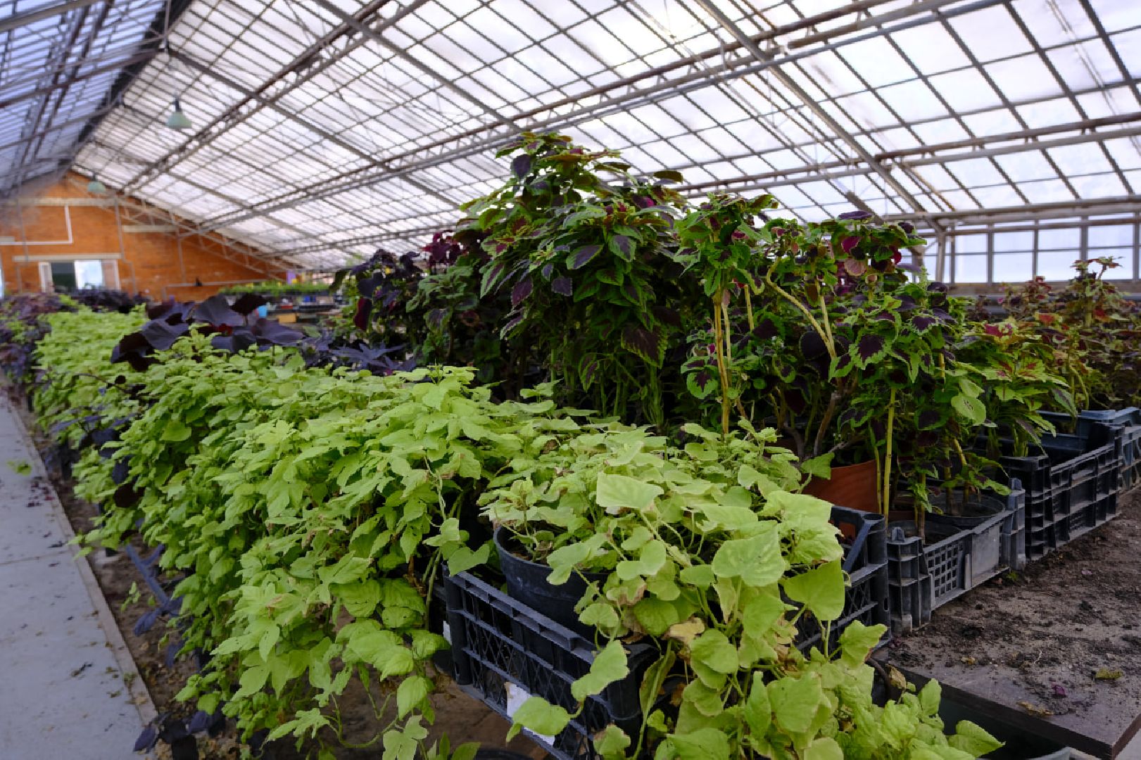 пущино, благоустройсво, цветы, растения, сад,