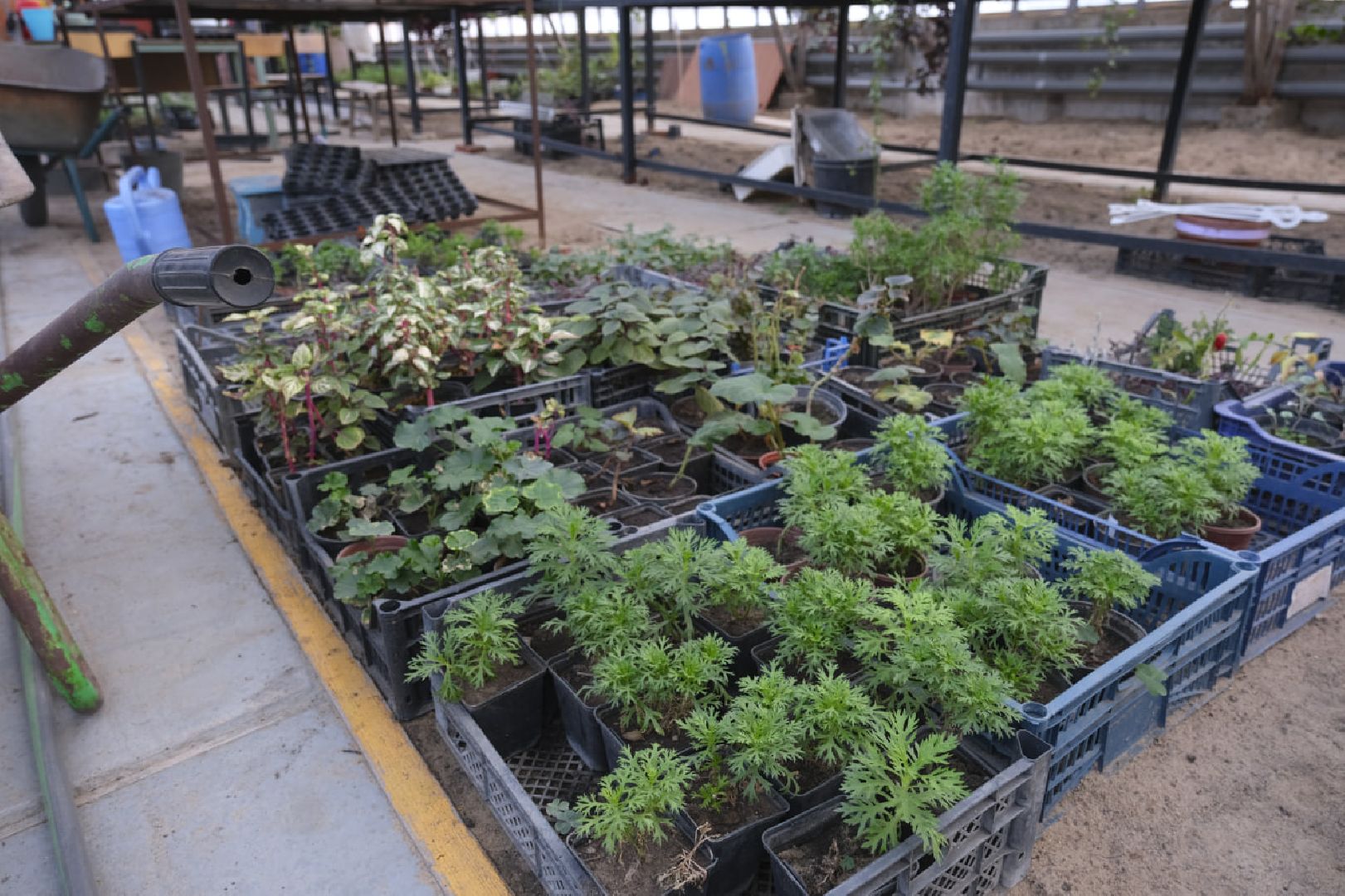 пущино, благоустройсво, цветы, растения, сад,