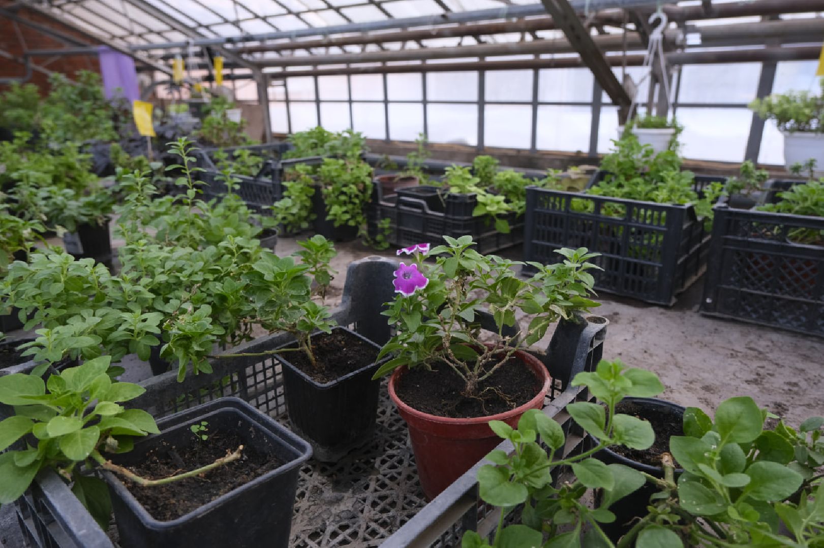 пущино, благоустройсво, цветы, растения, сад,