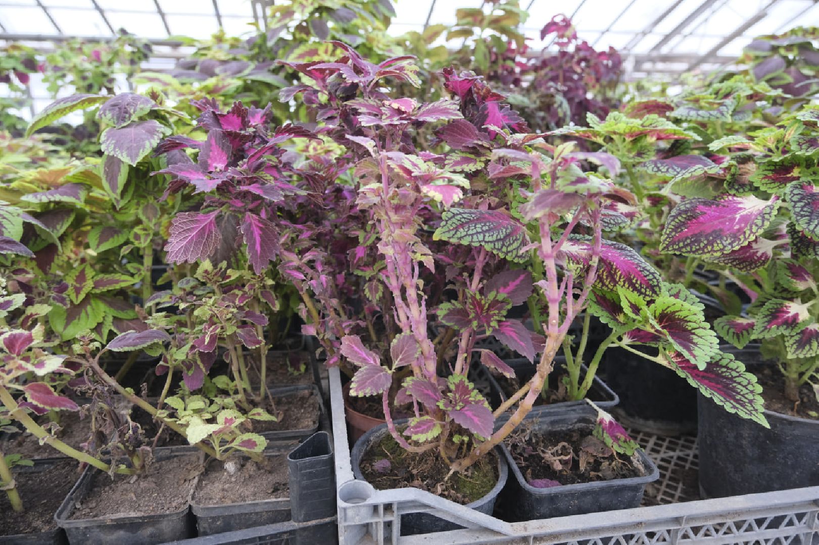 пущино, благоустройсво, цветы, растения, сад,