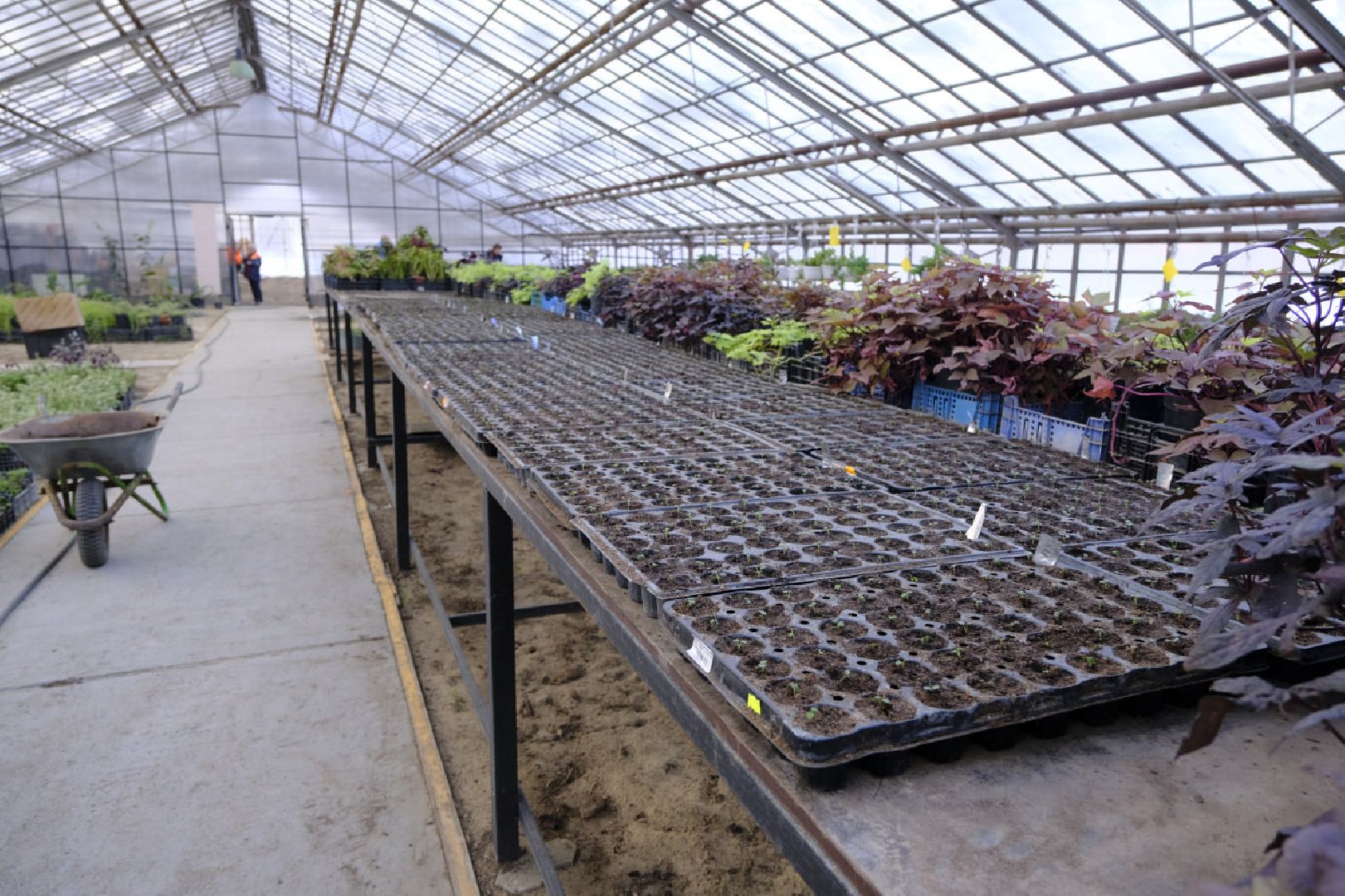 пущино, благоустройсво, цветы, растения, сад,