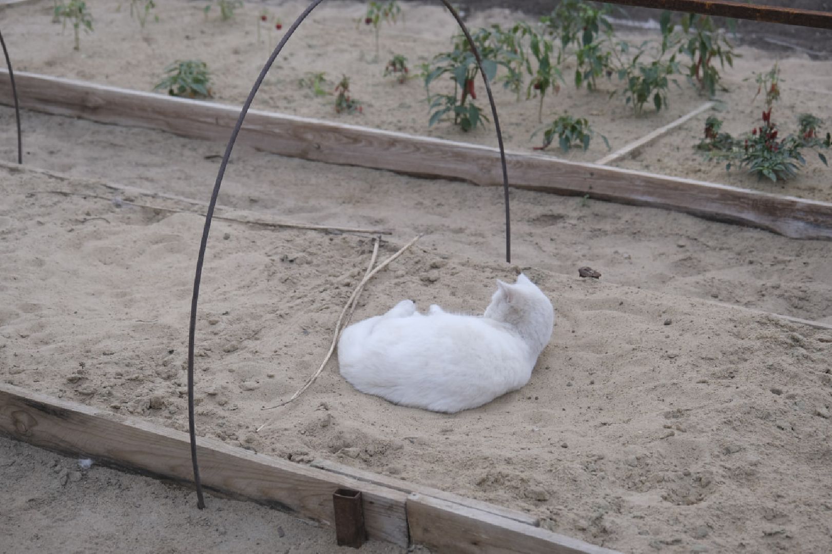 пущино, благоустройсво, цветы, растения, сад,