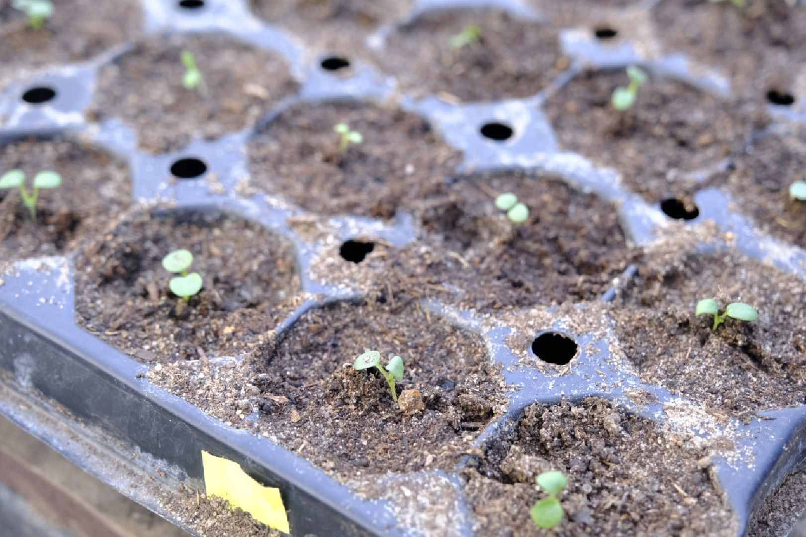 пущино, благоустройсво, цветы, растения, сад,