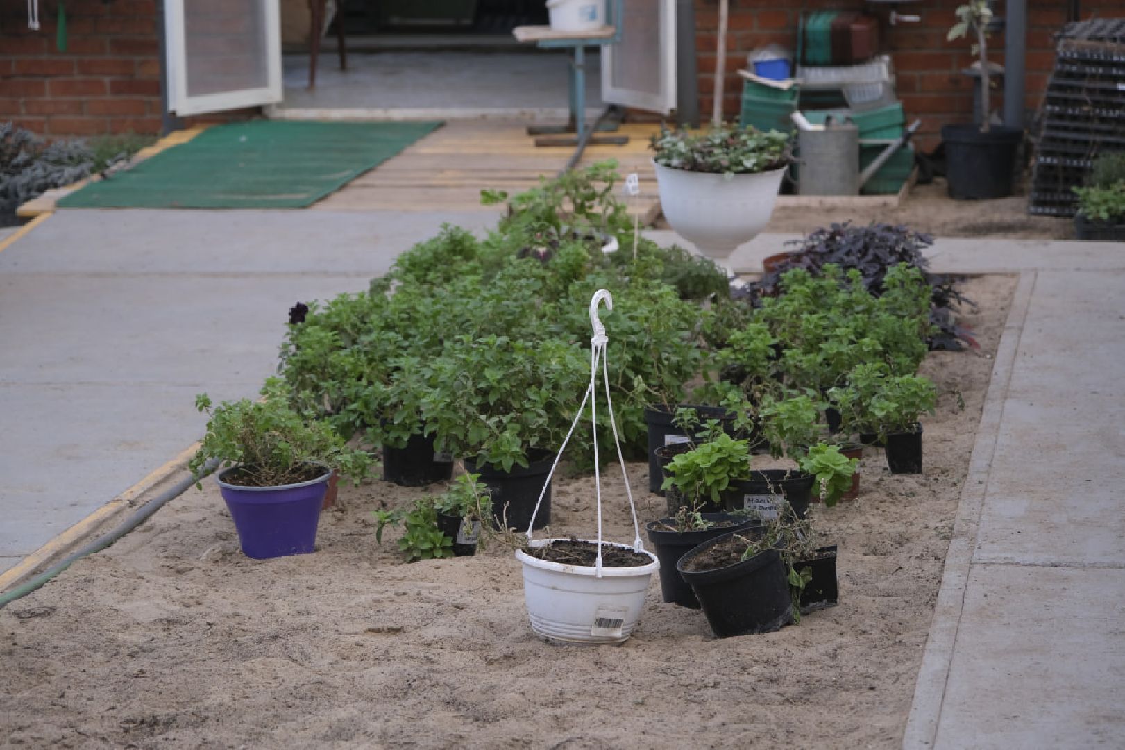 пущино, благоустройсво, цветы, растения, сад,