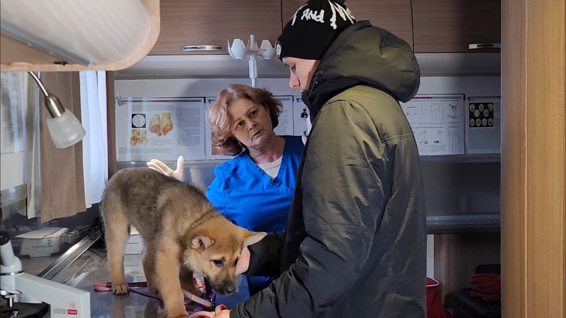 подольск, жкх, ветеринария,