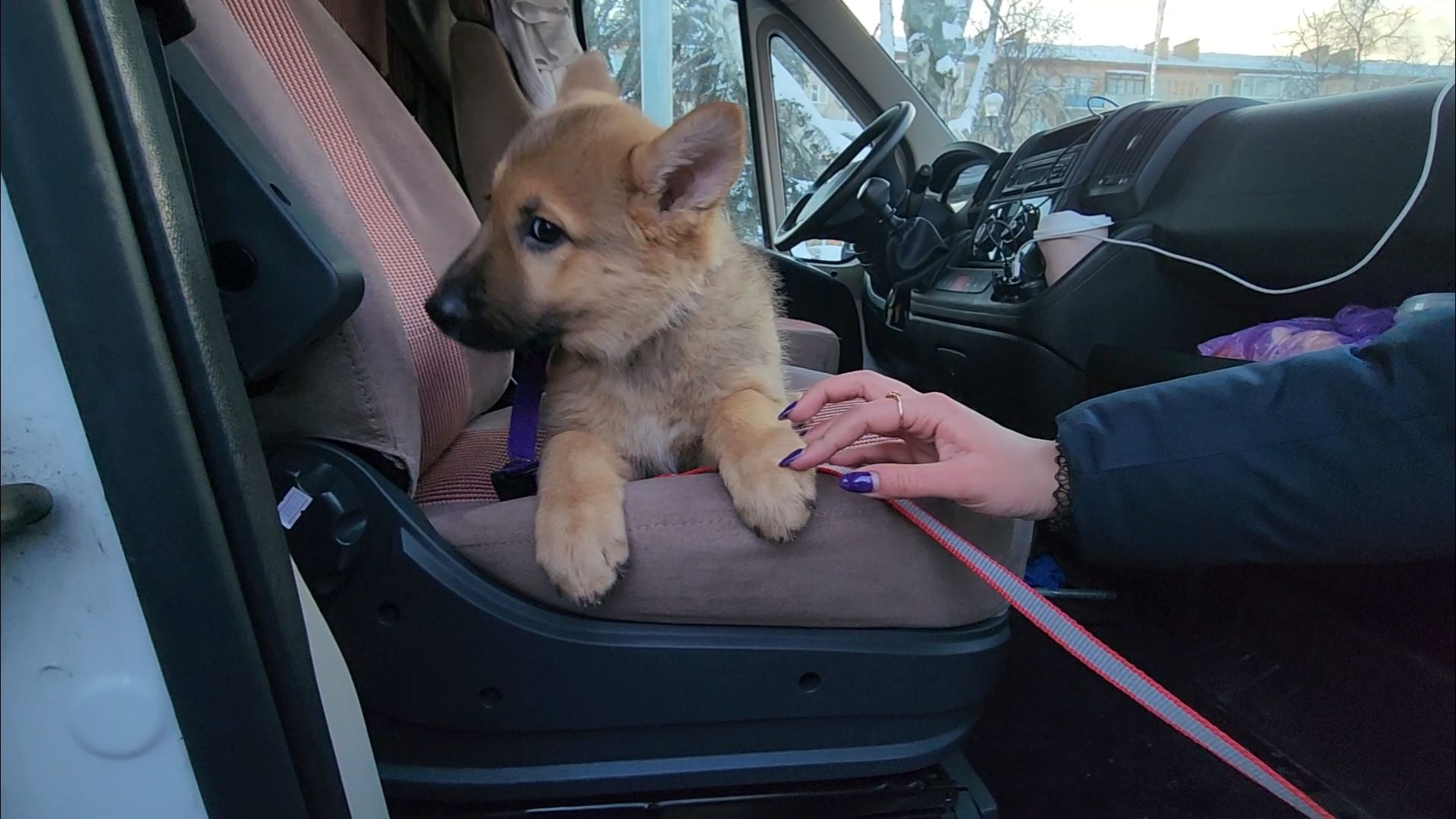 подольск, жкх, ветеринария,