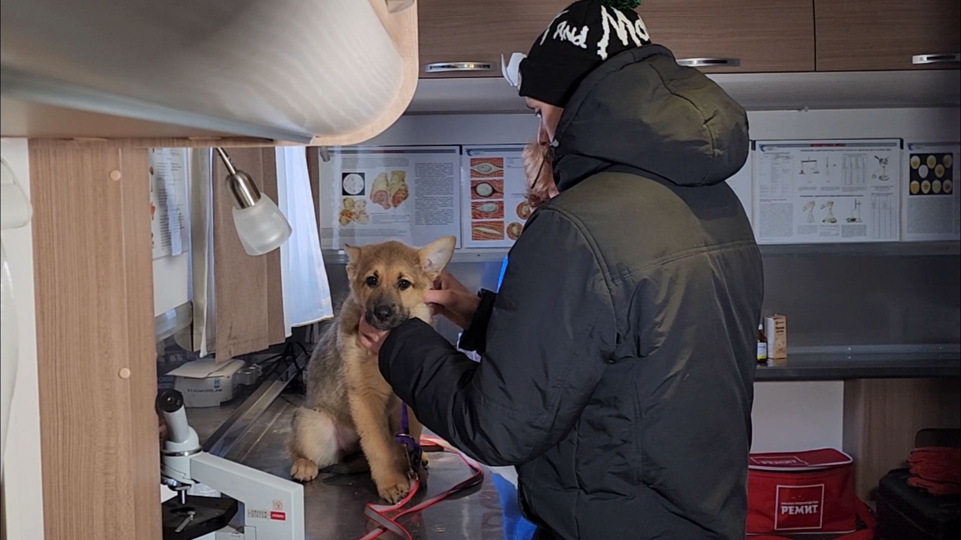 подольск, жкх, ветеринария,