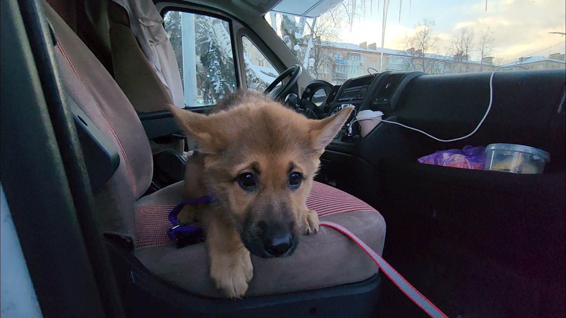 подольск, жкх, ветеринария,