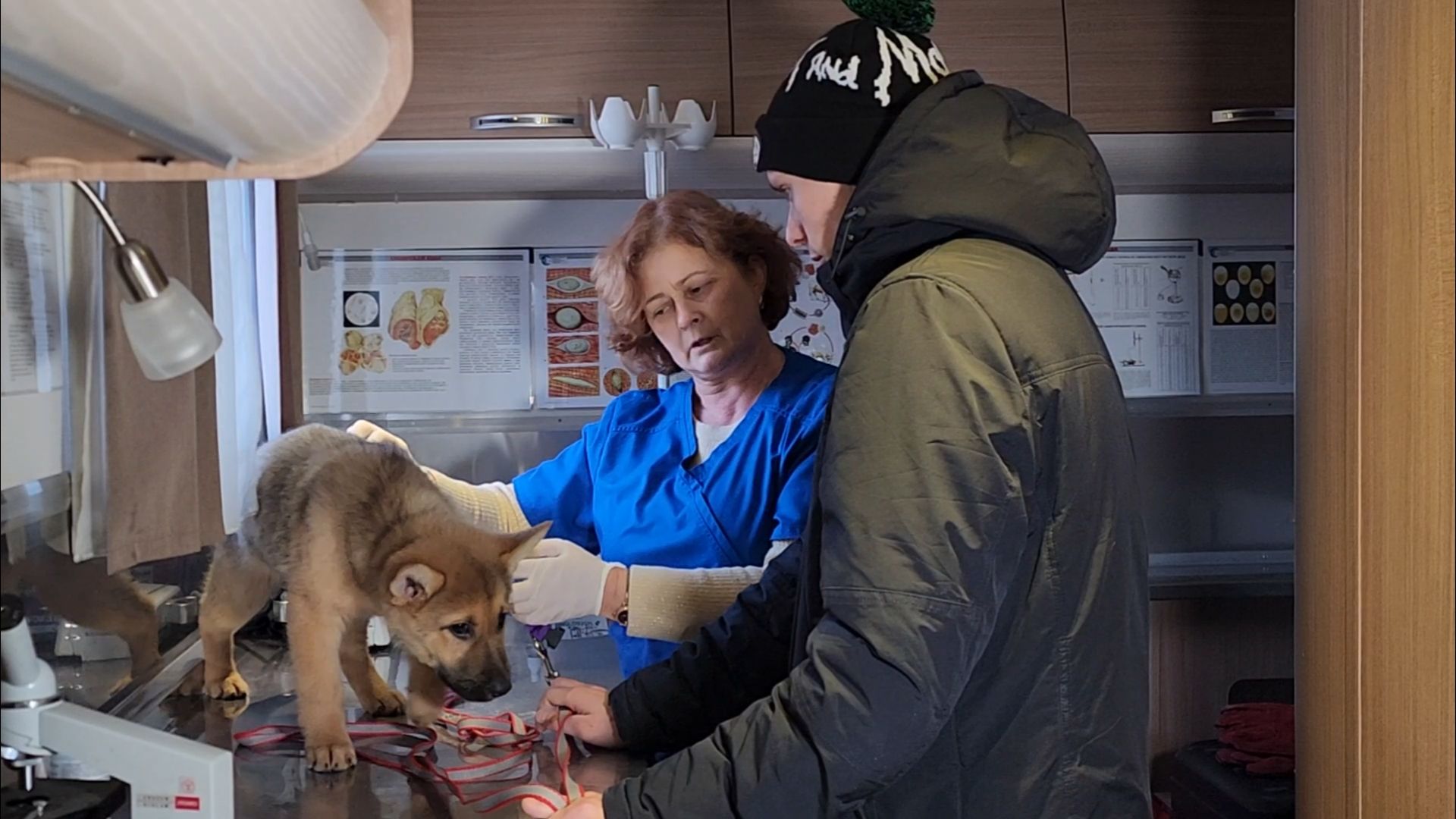 подольск, жкх, ветеринария,