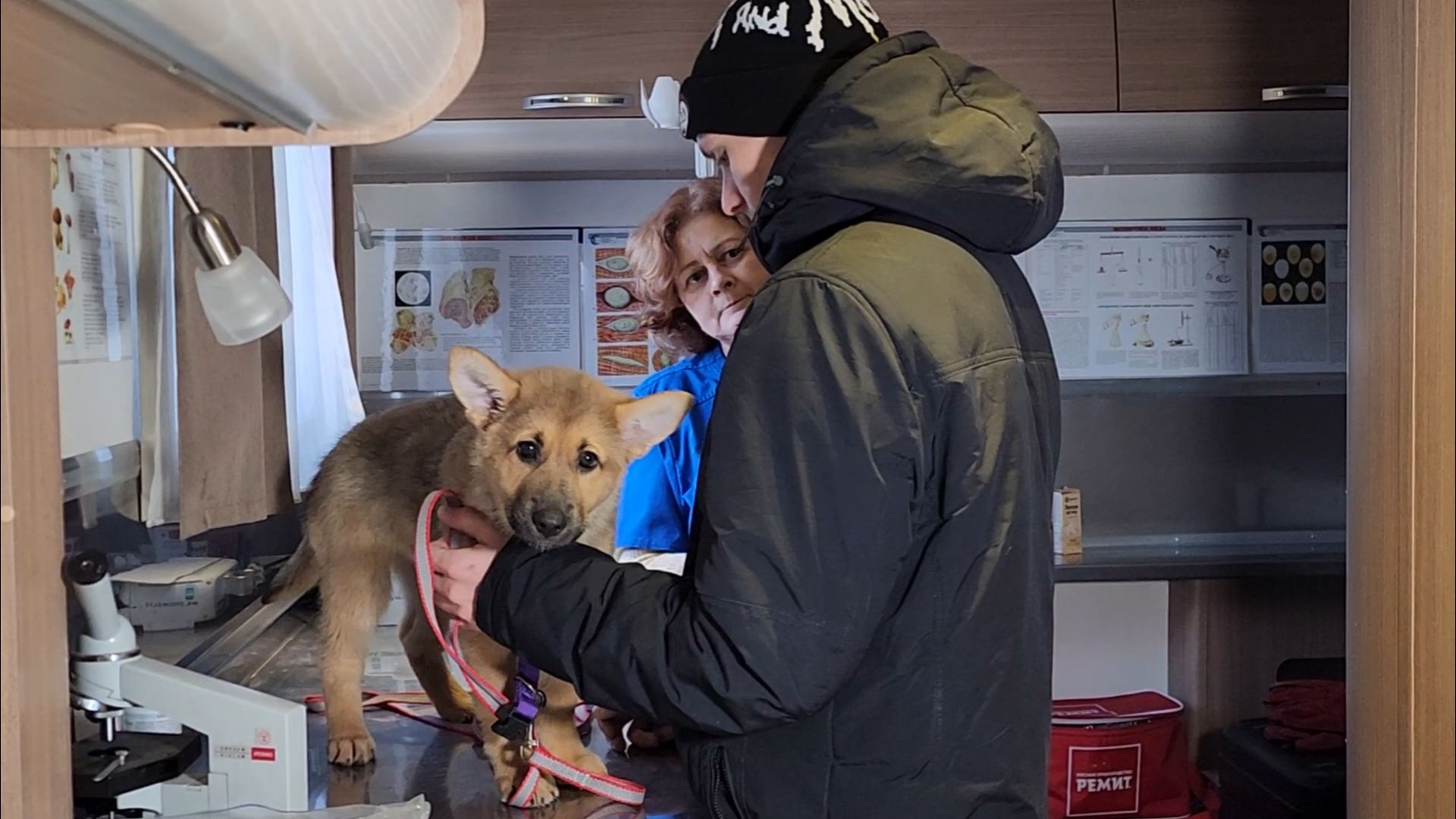 подольск, жкх, ветеринария,