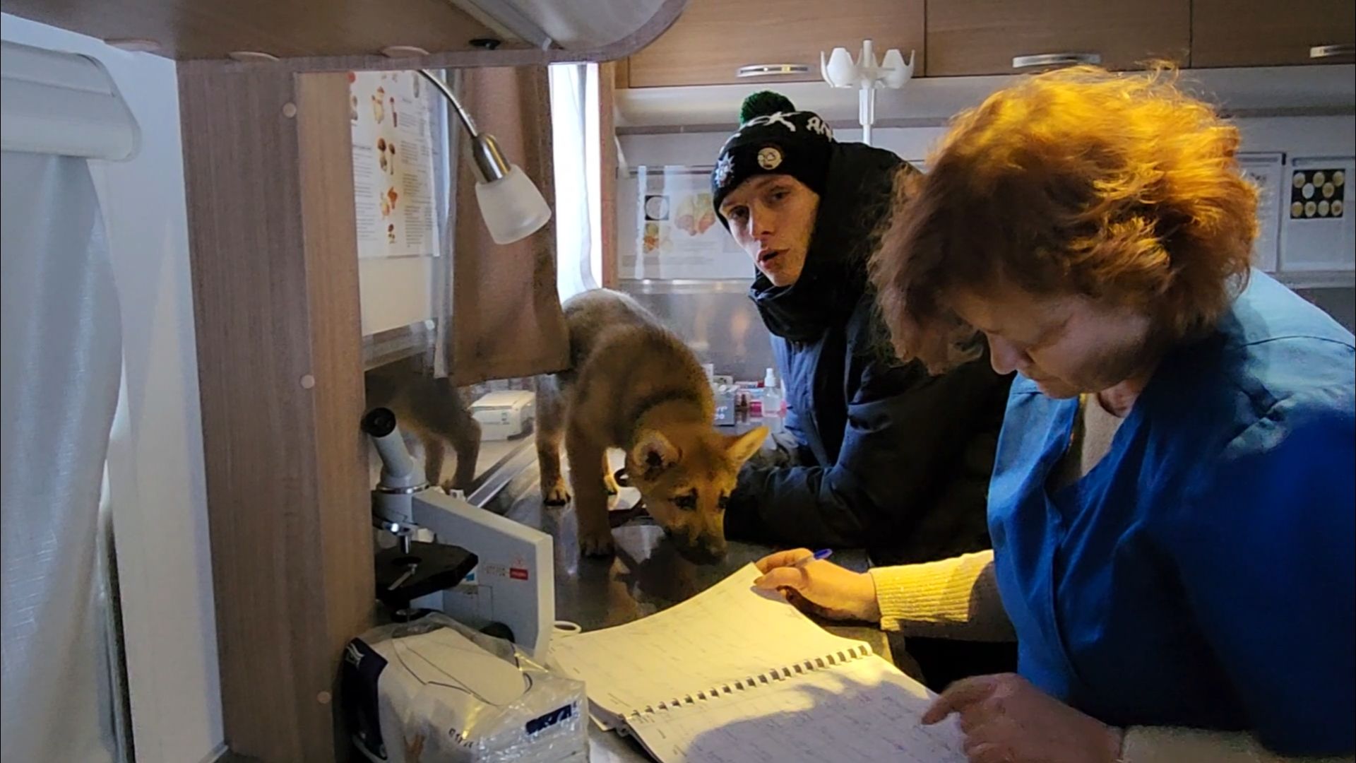 подольск, жкх, ветеринария,