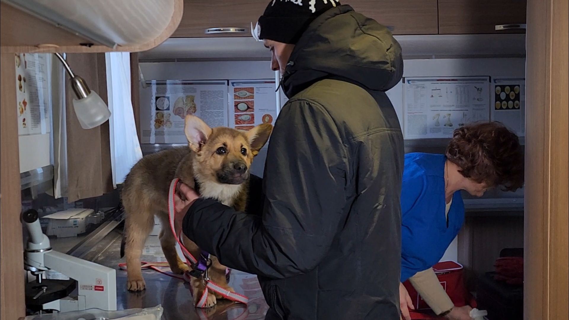 подольск, жкх, ветеринария,