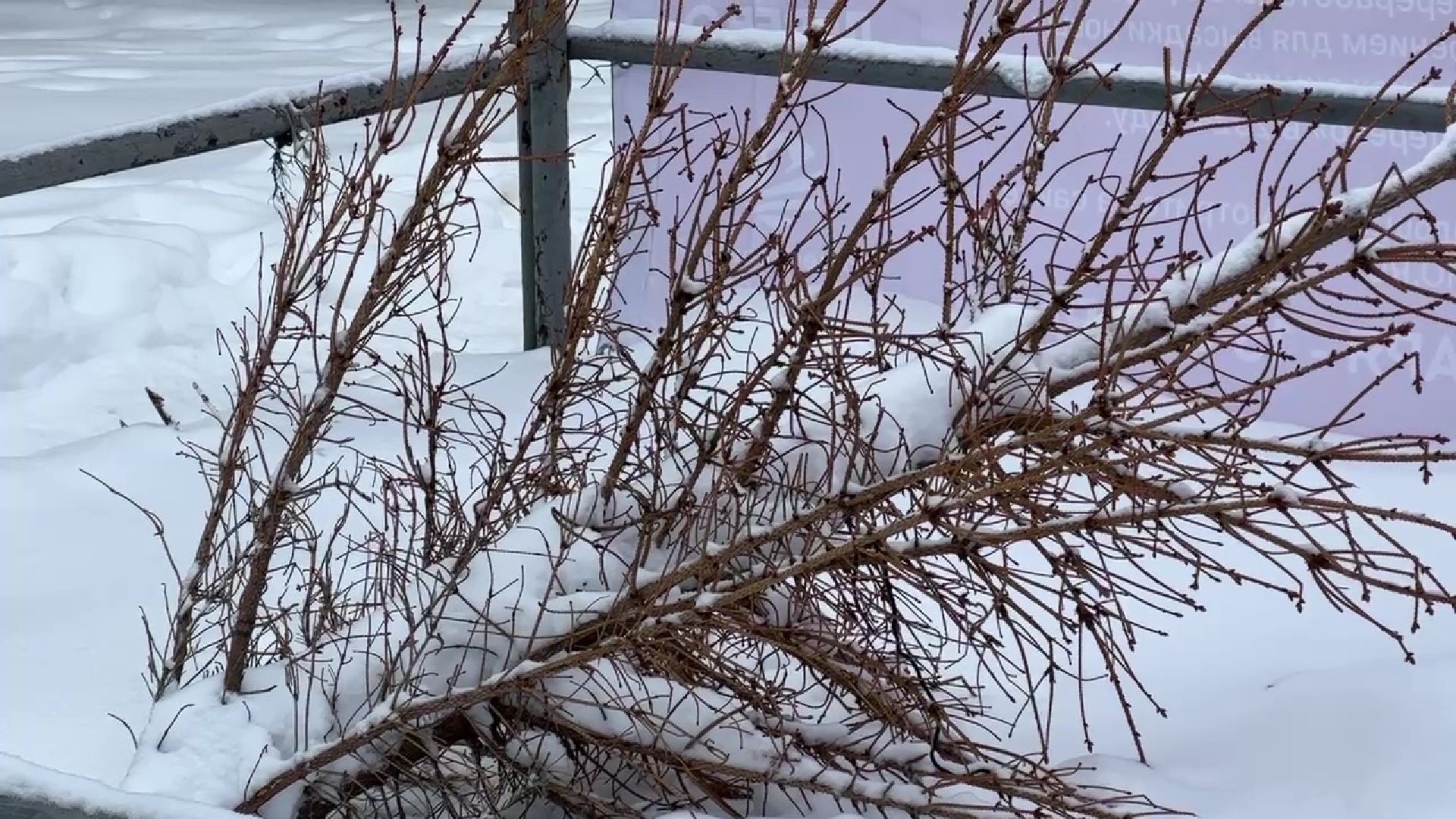 Реутов, ЖКХ, елки, вторая жизнь, акция, экология,