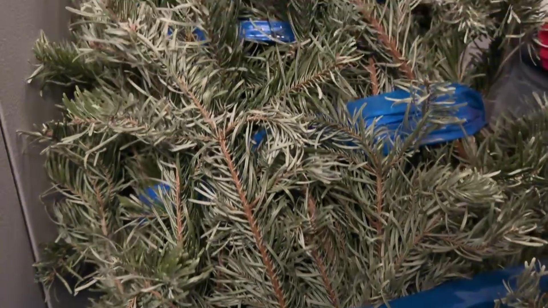 Реутов, ЖКХ, елки, вторая жизнь, акция, экология,