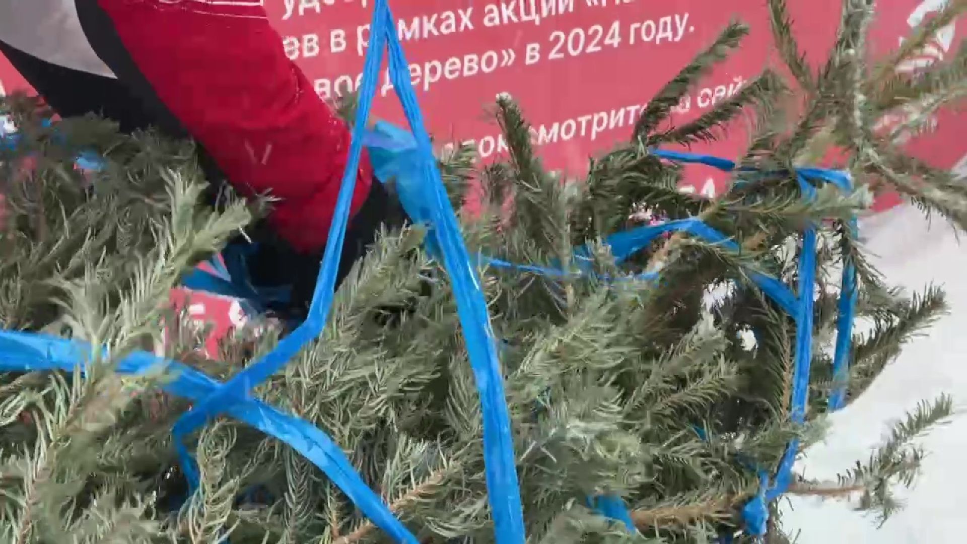 Реутов, ЖКХ, елки, вторая жизнь, акция, экология,