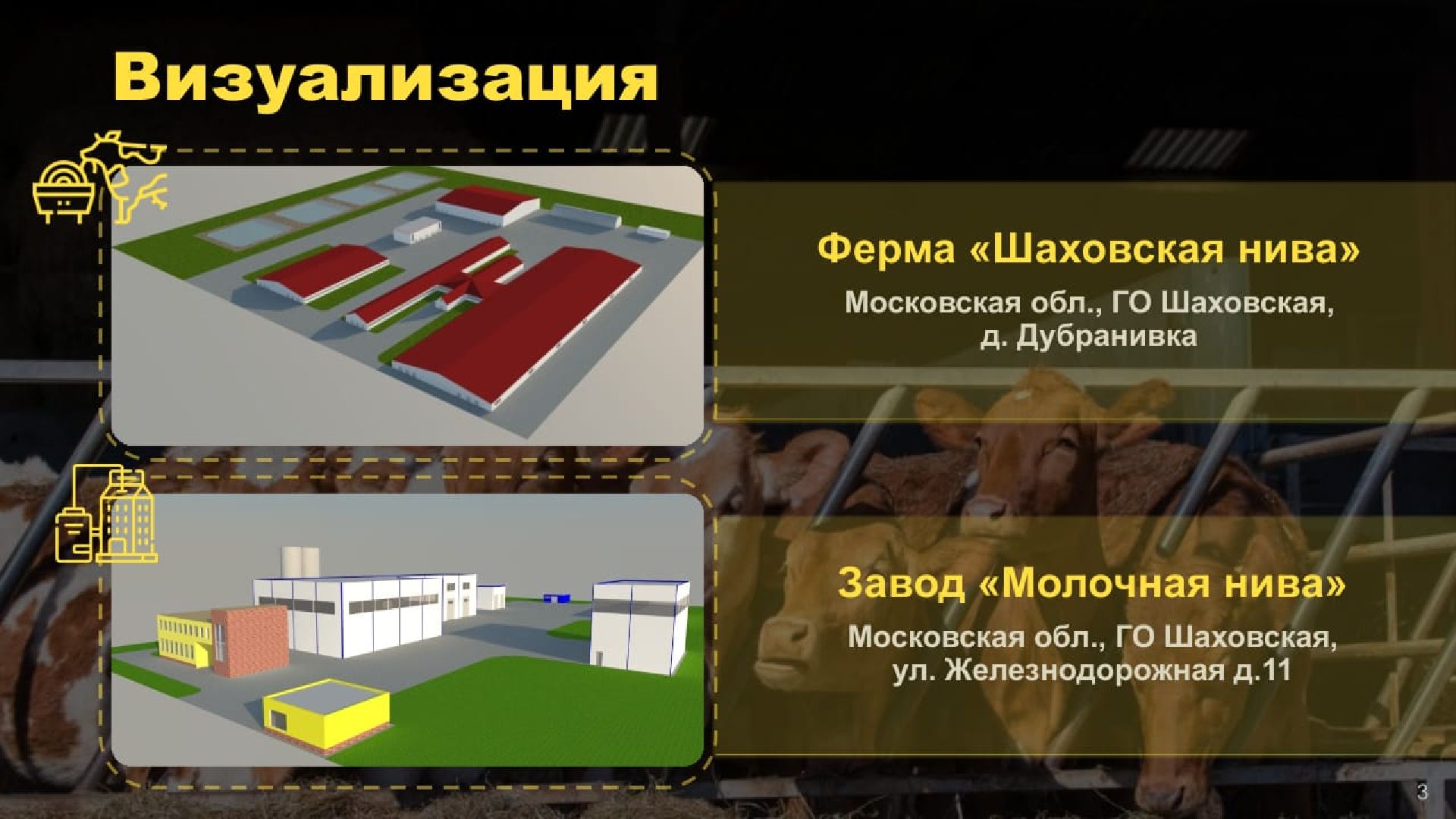 шаховская, коровы, животноводство, ферма,