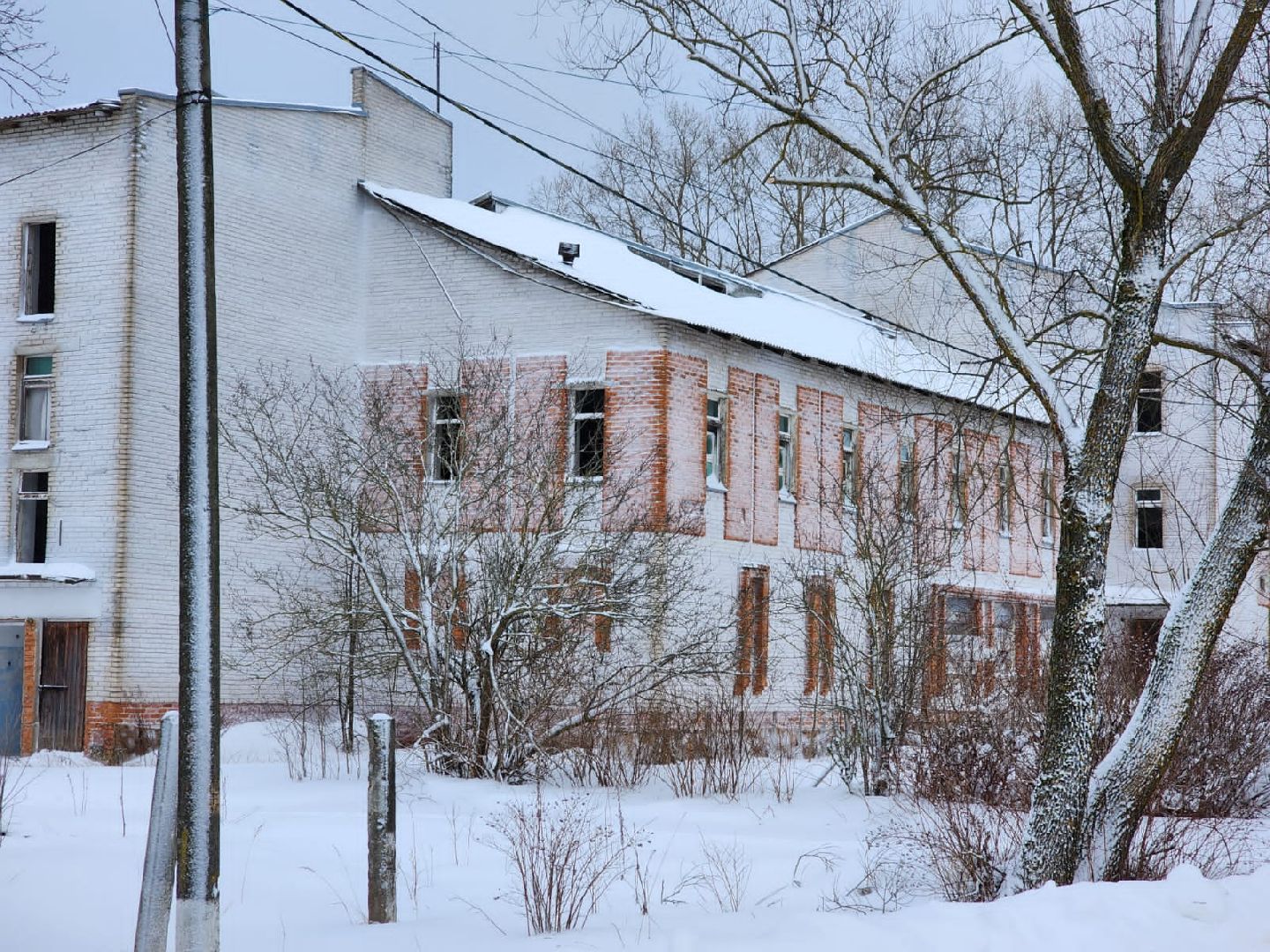 шаховская, коровы, животноводство, ферма,
