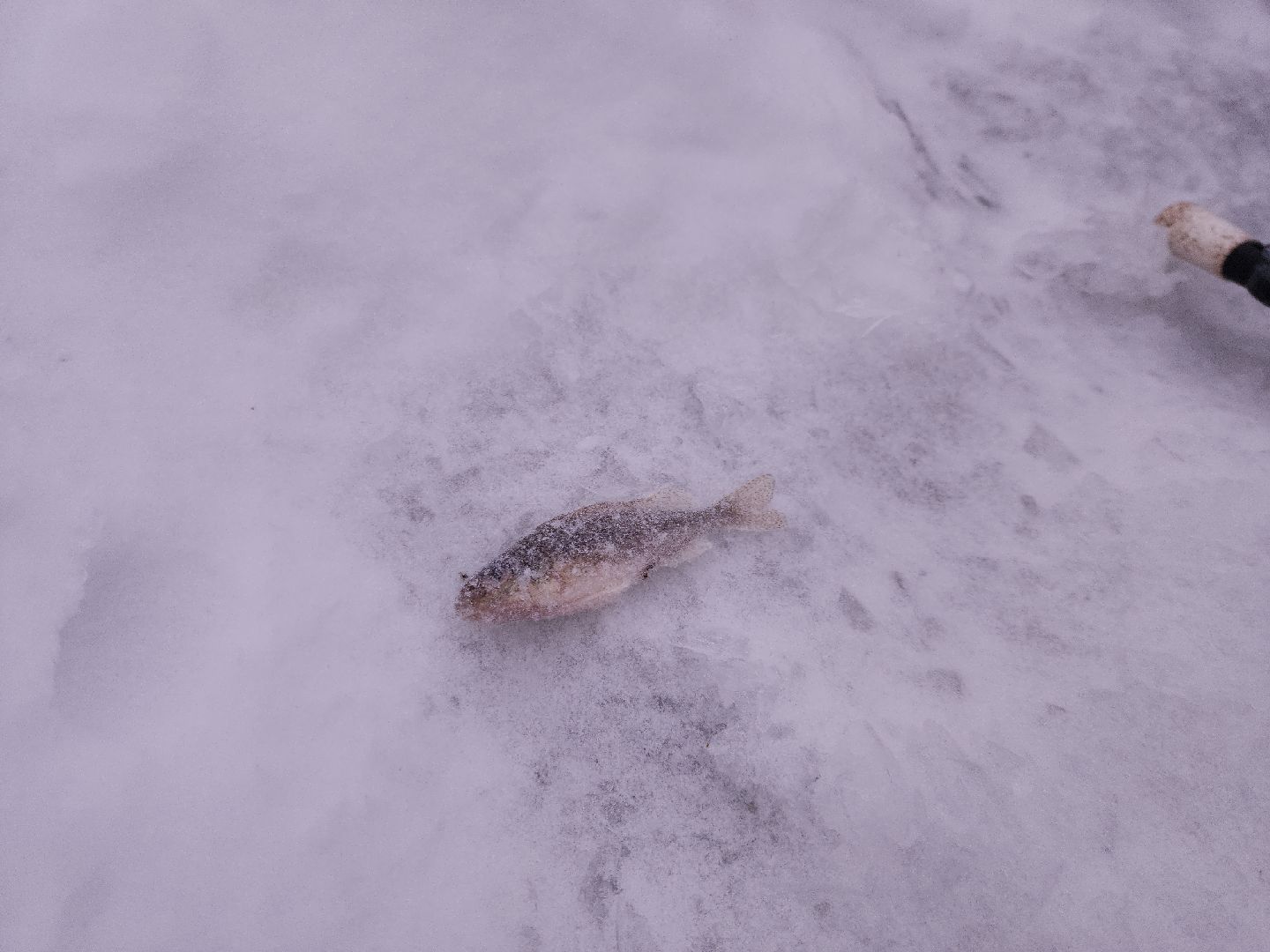 коломна, общество, спасатели, рыбаки,