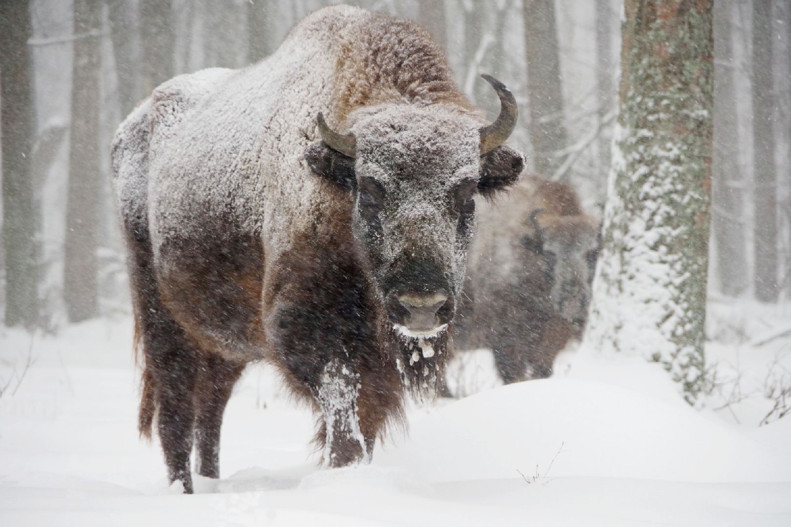 серпухов, подмосковье, заповедник, зубры, бизоны,