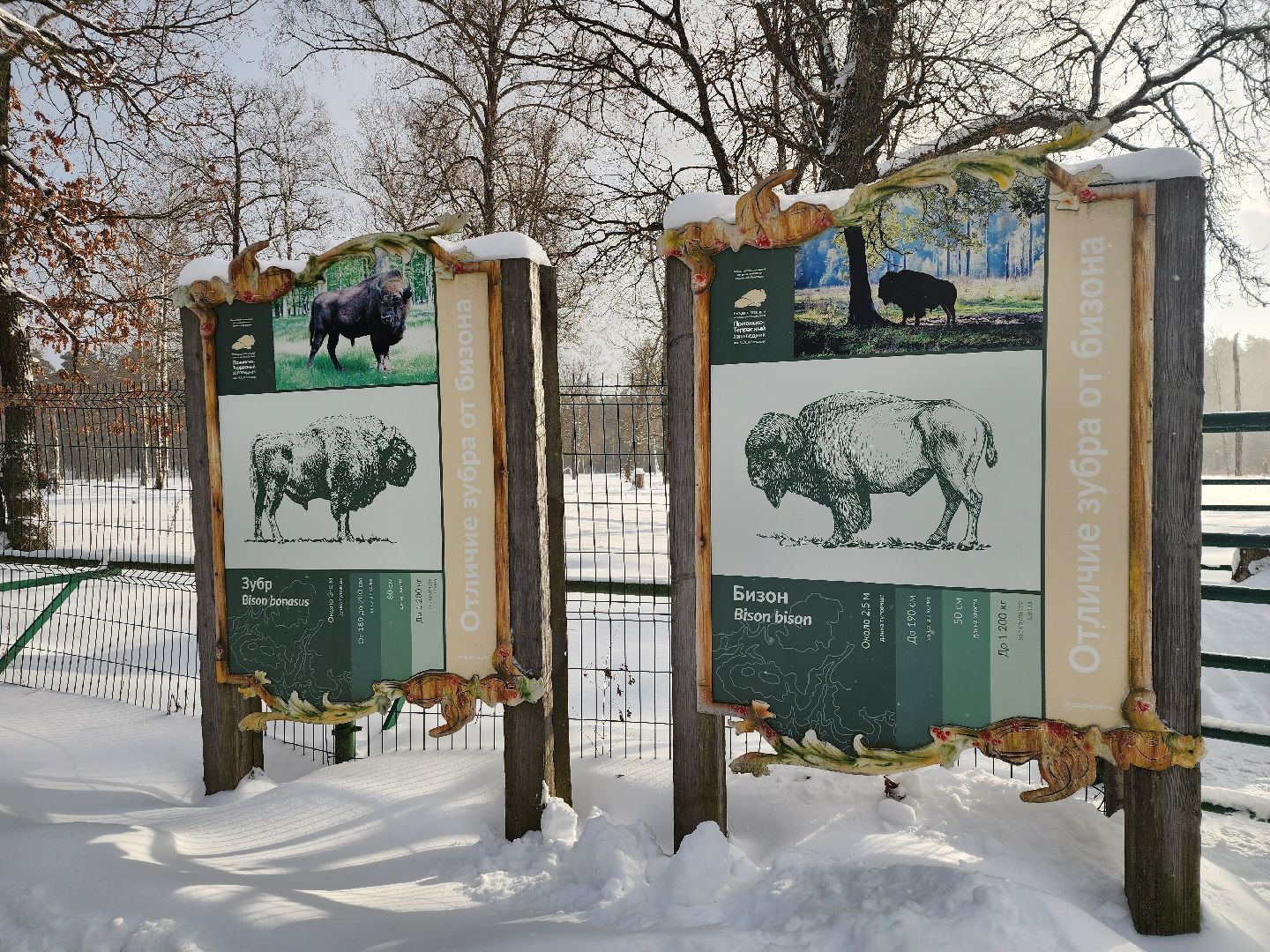 серпухов, подмосковье, заповедник, зубры, бизоны,