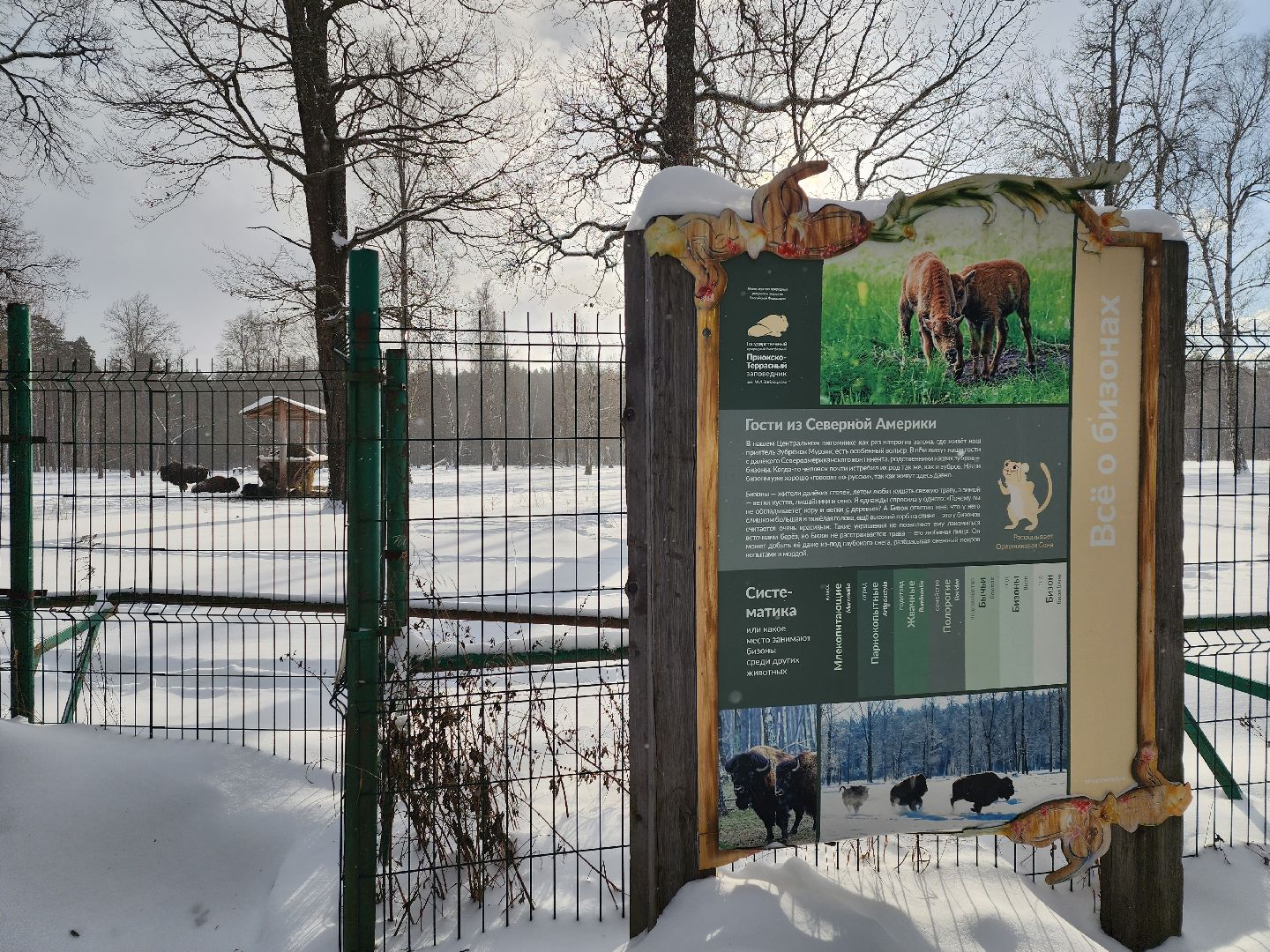 серпухов, подмосковье, заповедник, зубры, бизоны,
