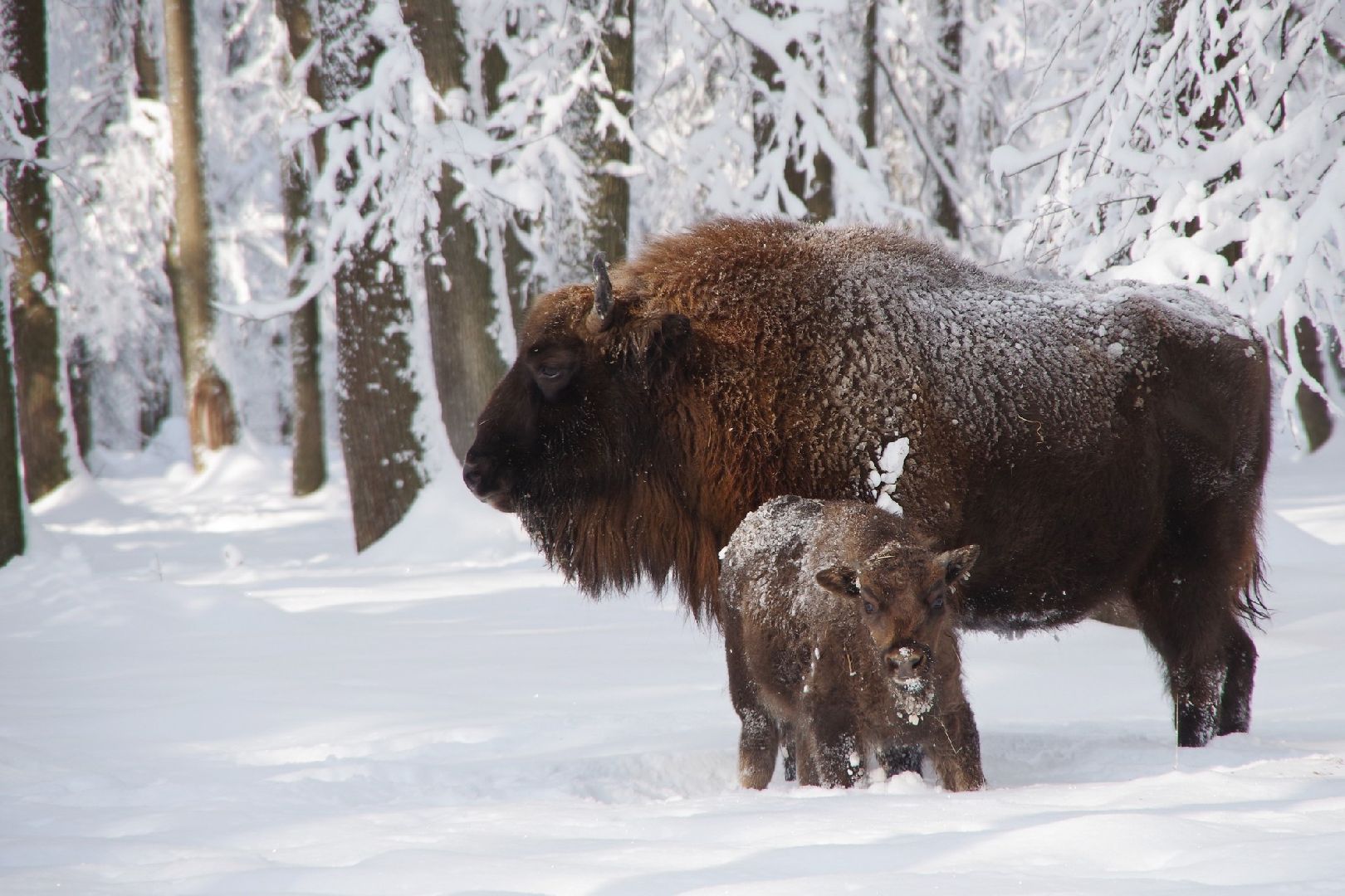 серпухов, подмосковье, заповедник, зубры, бизоны,