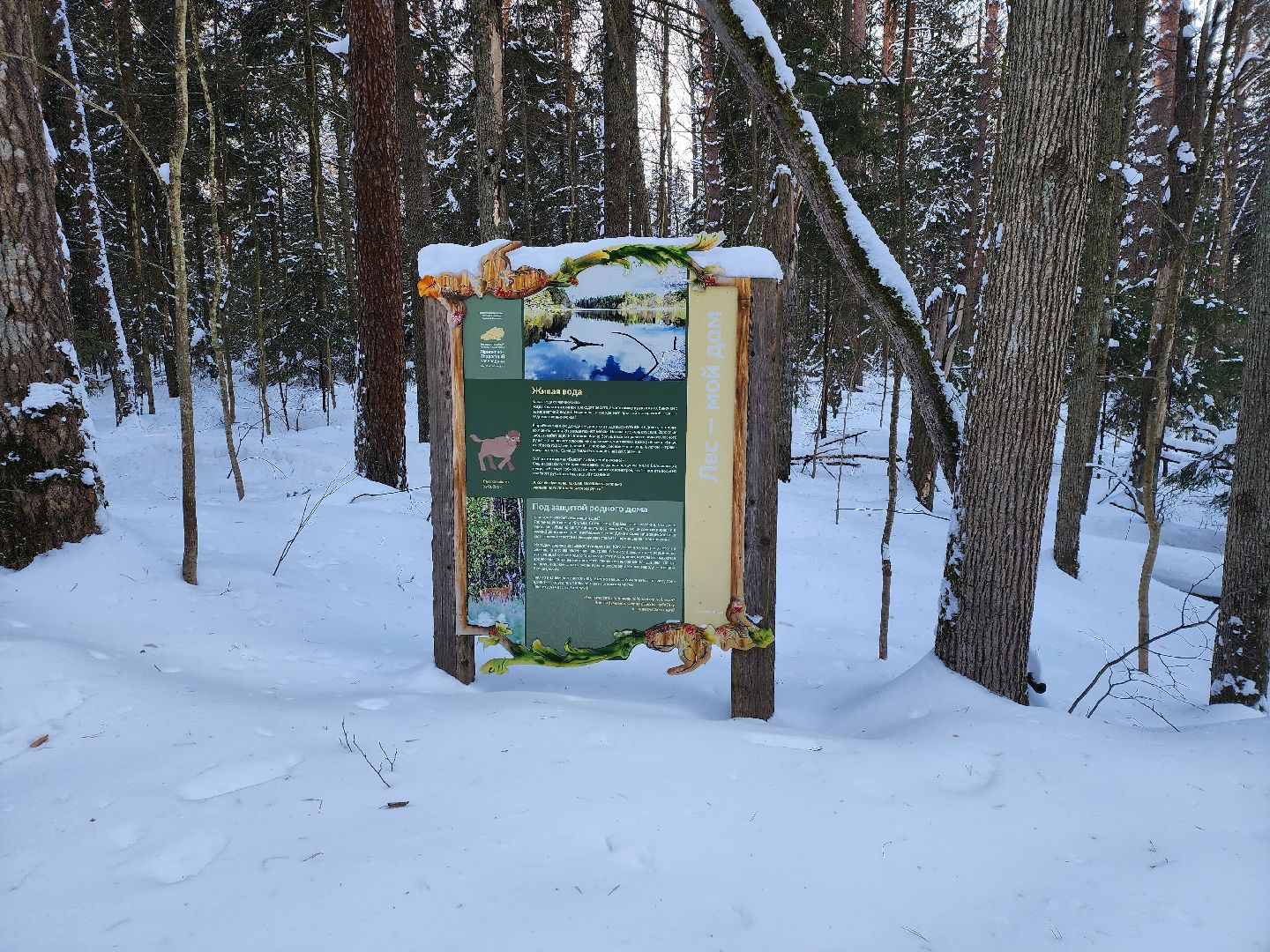 серпухов, подмосковье, заповедник, зубры, бизоны,