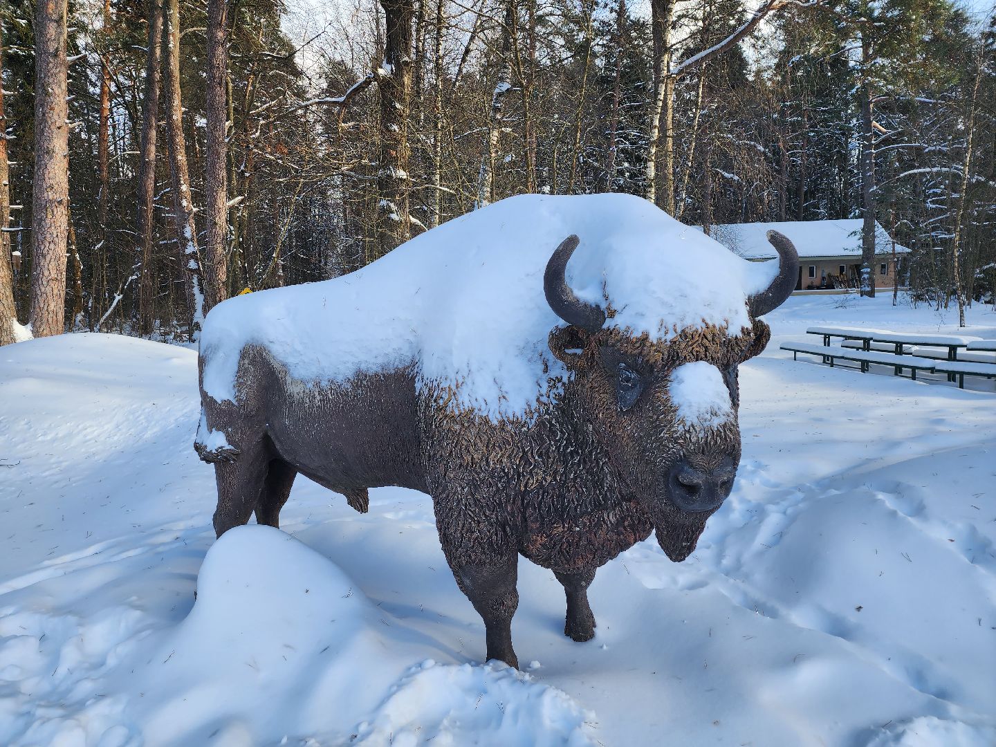серпухов, подмосковье, заповедник, зубры, бизоны,