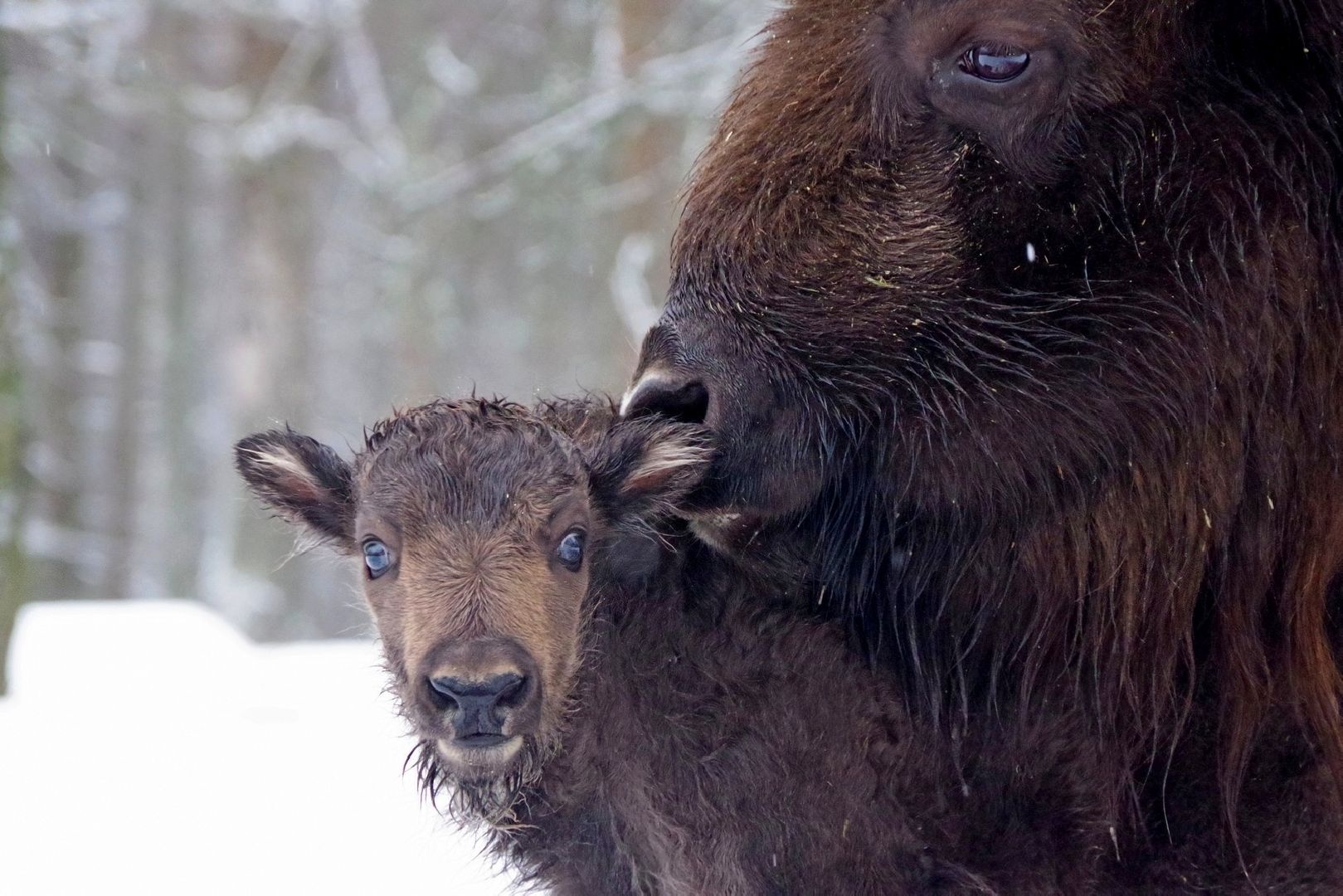 серпухов, подмосковье, заповедник, зубры, бизоны,
