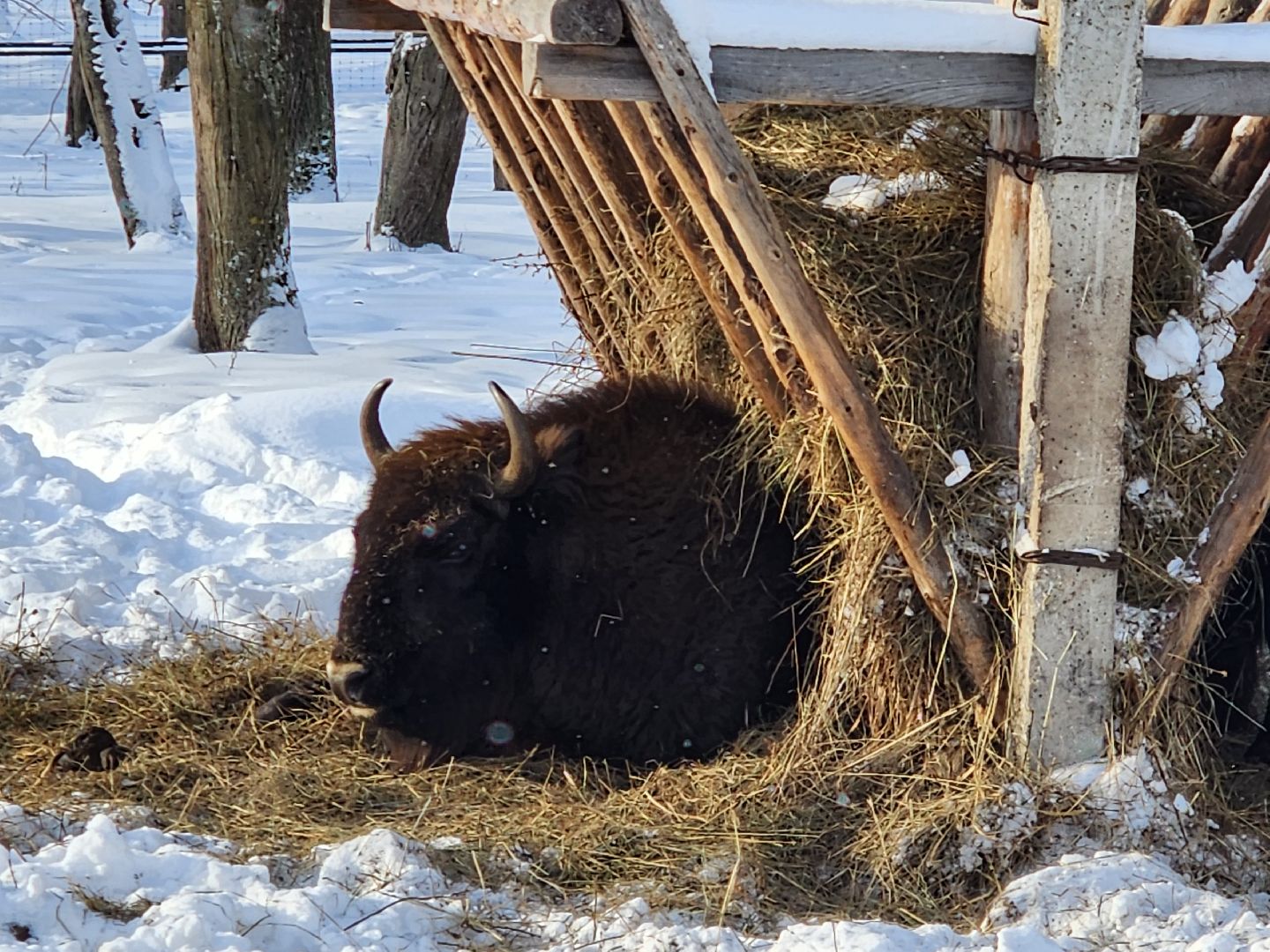 серпухов, подмосковье, заповедник, зубры, бизоны,