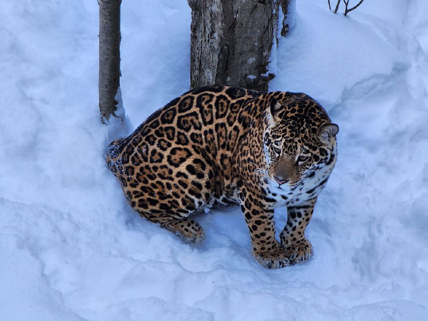 можайск, можайский городской округ, подмосковье, сафари-парк, парк тигров, тигры, львы, ягуары, дикие кошки, леопарды, пума, зима, туризм,