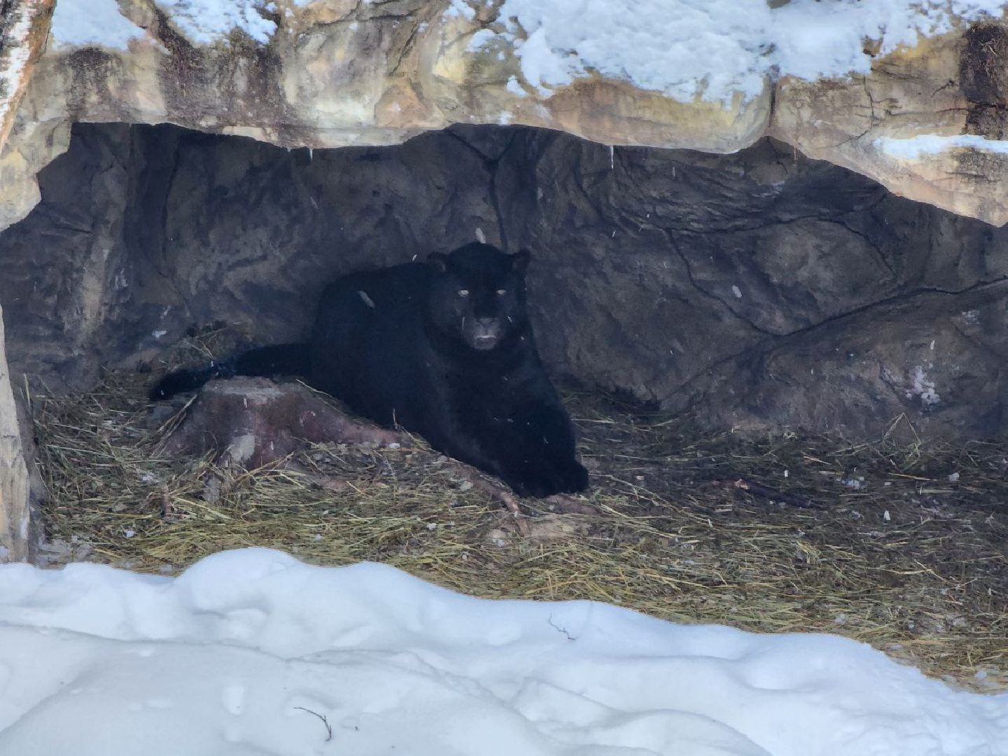 можайск, можайский городской округ, подмосковье, сафари-парк, парк тигров, тигры, львы, ягуары, дикие кошки, леопарды, пума, зима, туризм,