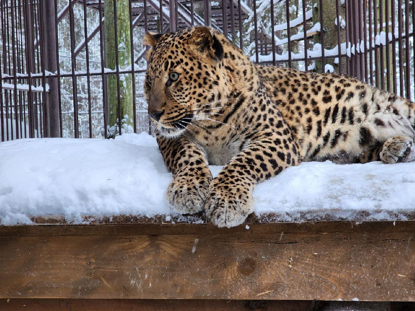 можайск, можайский городской округ, подмосковье, сафари-парк, парк тигров, тигры, львы, ягуары, дикие кошки, леопарды, пума, зима, туризм,