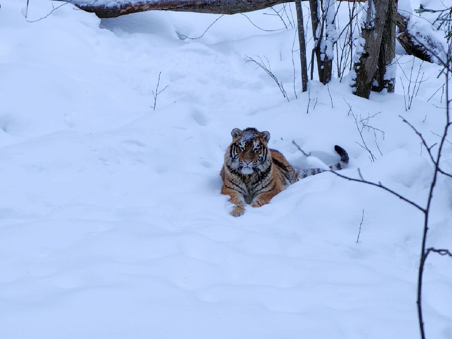 можайск, можайский городской округ, подмосковье, сафари-парк, парк тигров, тигры, львы, ягуары, дикие кошки, леопарды, пума, зима, туризм,