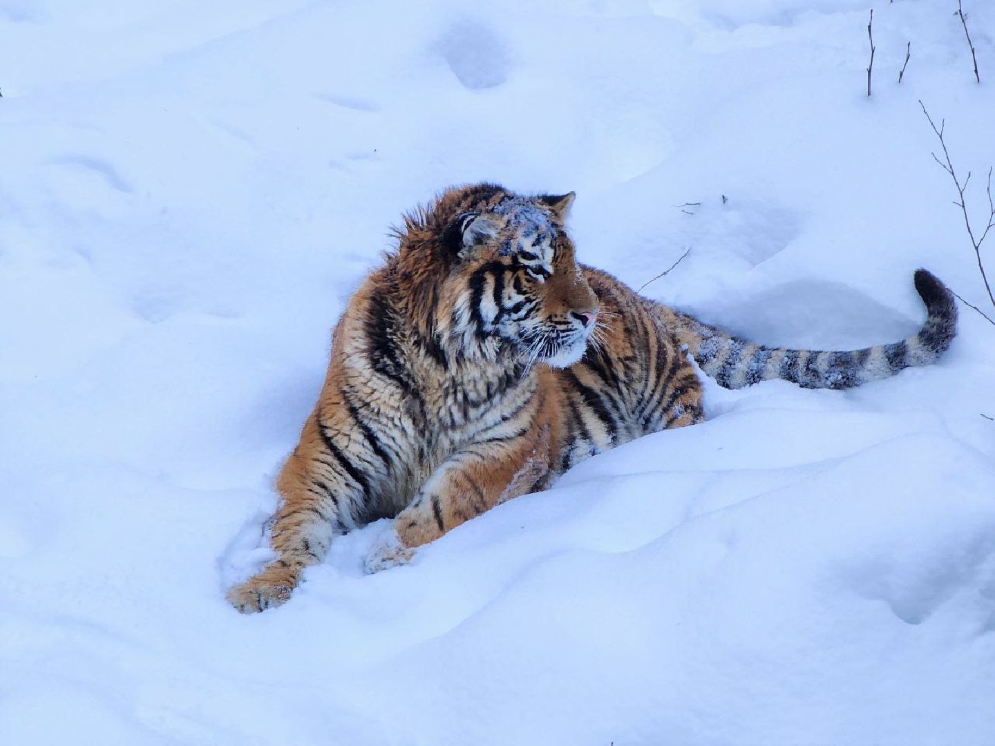 можайск, можайский городской округ, подмосковье, сафари-парк, парк тигров, тигры, львы, ягуары, дикие кошки, леопарды, пума, зима, туризм,