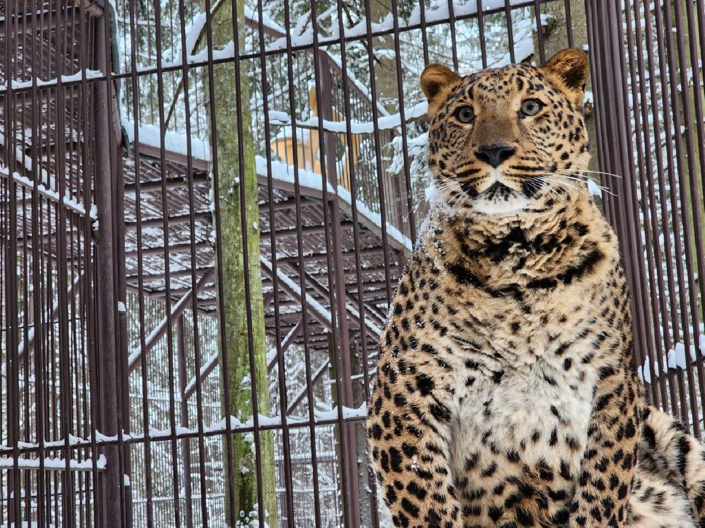 можайск, можайский городской округ, подмосковье, сафари-парк, парк тигров, тигры, львы, ягуары, дикие кошки, леопарды, пума, зима, туризм,