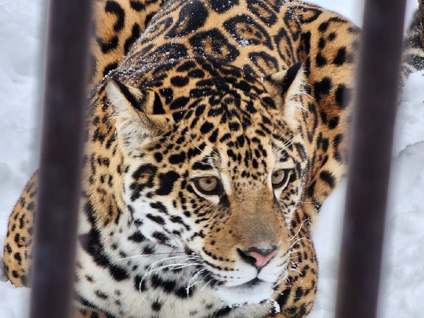 можайск, можайский городской округ, подмосковье, сафари-парк, парк тигров, тигры, львы, ягуары, дикие кошки, леопарды, пума, зима, туризм,